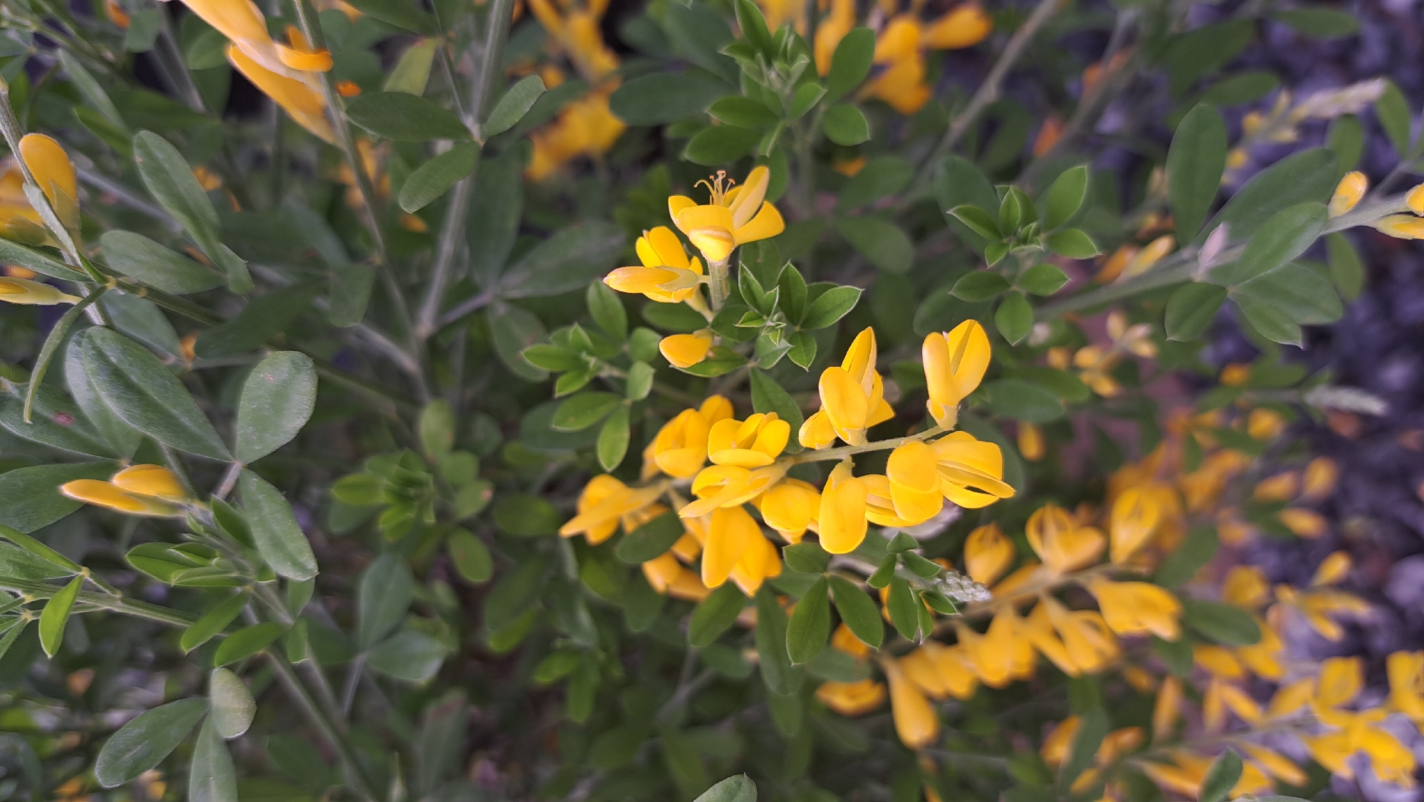 A close-up shows a plant with bright yellow flowers and small, green leaves. The plant appears to be a type of shrub or bush with multiple stems and dense foliage. The flowers are clustered together on the stems and have a distinct petal arrangement. The background is blurred, suggesting a shallow depth of field. The location, Stara Zagora, Bulgaria, is not visually apparent in the image.