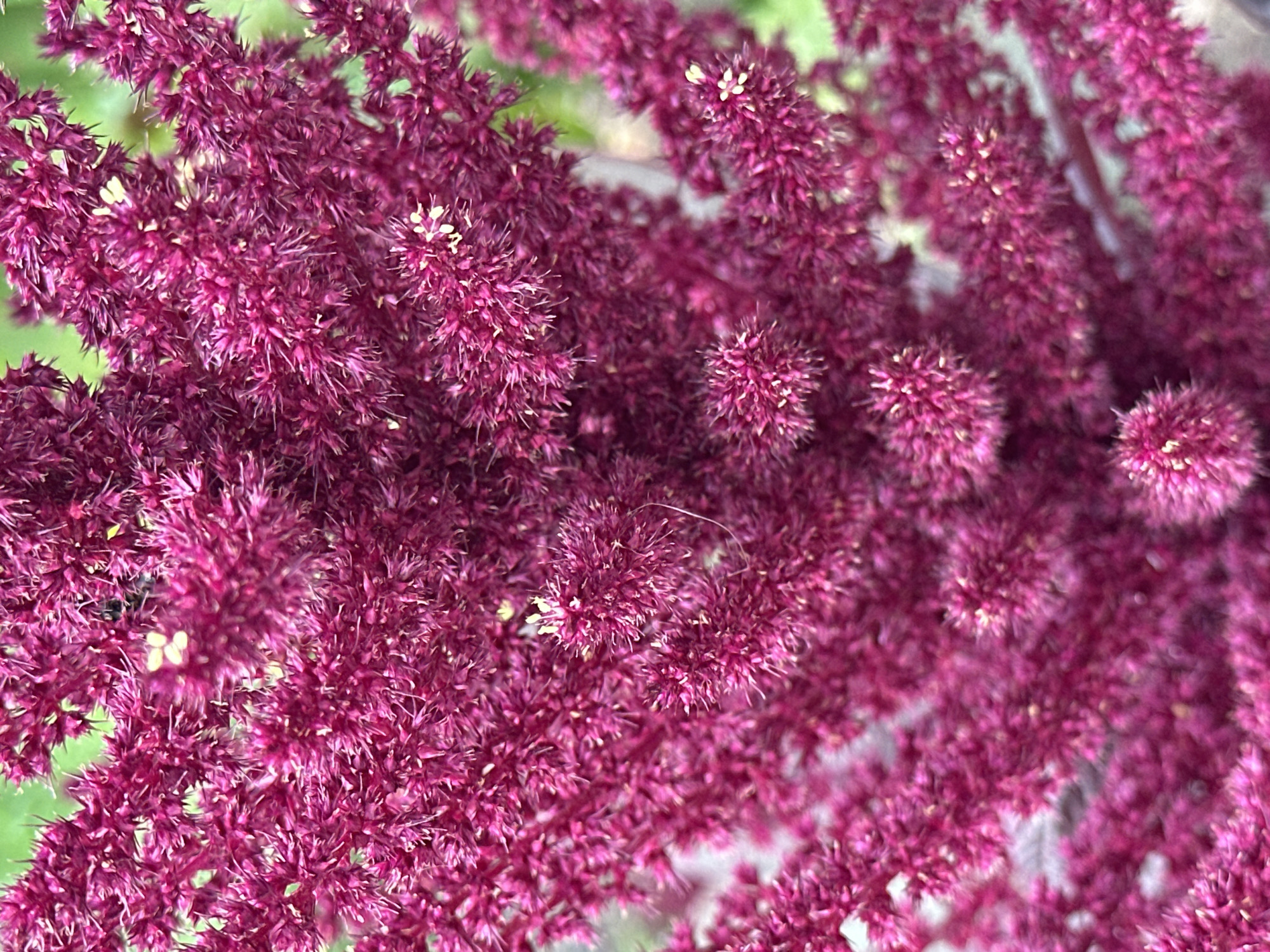 This is a close-up, vertically oriented photograph of a deep magenta amaranth flower cluster. The texture is feathery and spiky, with many small, densely packed florets. Some tiny yellow-white pistils are visible within some of the florets. The background is a soft blur of green, suggesting foliage. The lighting is natural and even, highlighting the vibrant color of the flowers. There are no people or other objects present in the frame. The photograph was taken in Yessentuki, Russia.