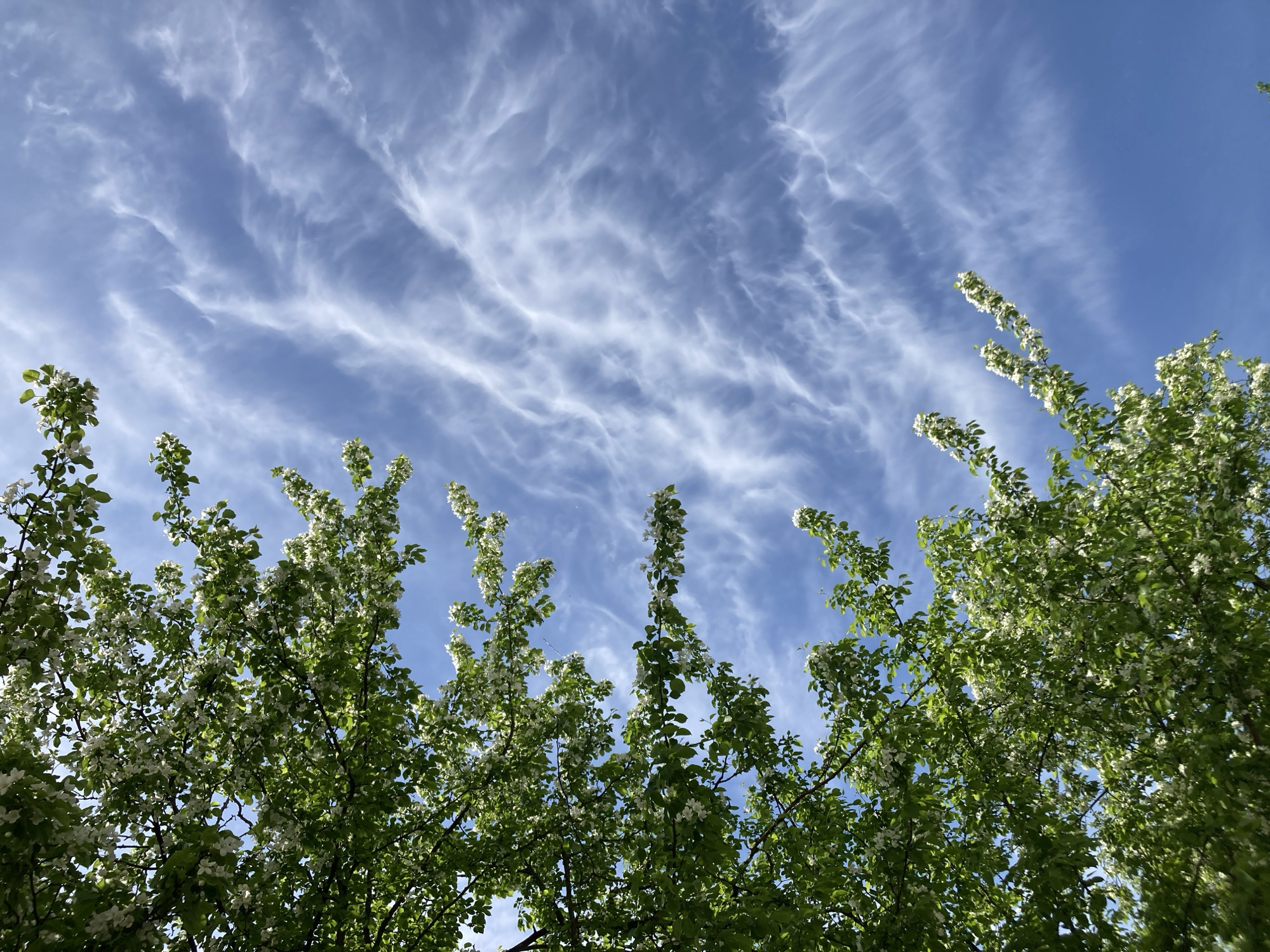 The image shows a view looking upwards towards a bright blue sky filled with thin, wispy cirrus clouds. In the foreground, branches of a blossoming tree laden with white flowers and green leaves frame the lower portion of the image. The tree appears to be in full bloom. The location is likely in Chaikovsky, Russia. There are no people visible in the image. The scene is bright and suggests a sunny day.