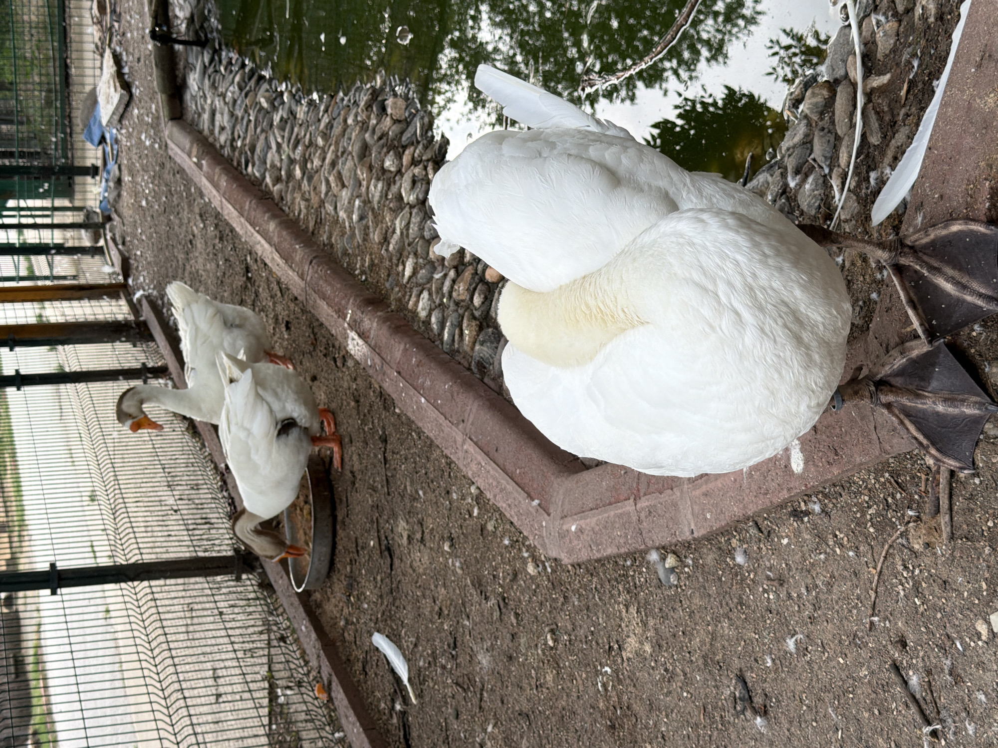 In Pazardzhik, Bulgaria, within an outdoor enclosure, two geese are observed. In the foreground, a white goose is positioned facing away from the camera, with its head tucked into its body. Its large, webbed feet are visible. In the background, a second goose, predominantly white with a brown-tinged head and orange beak, is eating from a metal trough. Both geese are standing on a dirt and gravel surface. The enclosure is bordered by a fence, and a body of water with rocky edges is present to the right of the frame. The environment appears to be a zoo or park.
