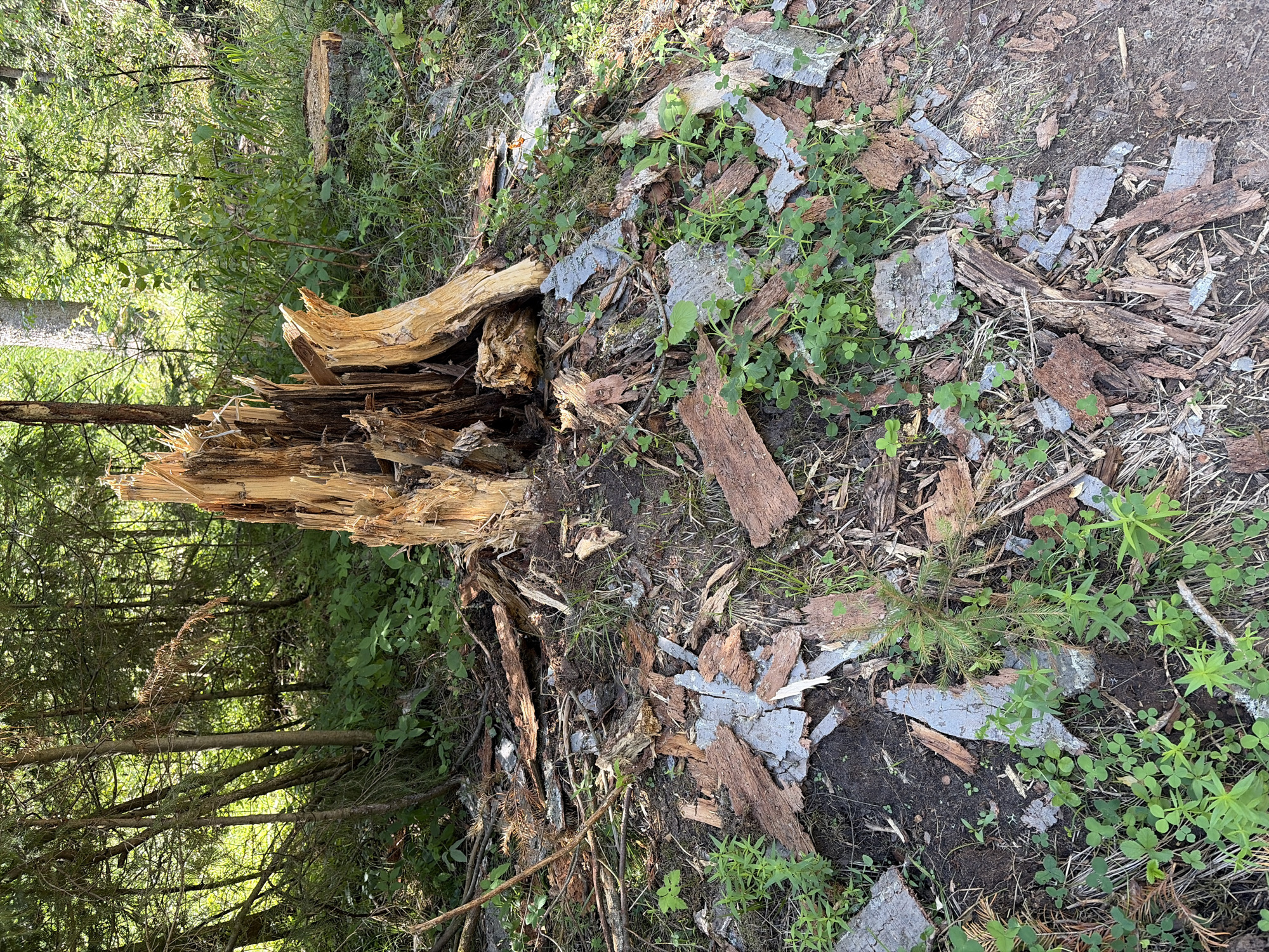 The image shows the base of a large, splintered tree stump in a wooded area, with many pieces of bark and wood debris scattered around it. Young green plants are growing amongst the debris. In the background, more trees and foliage are visible, with sunlight filtering through the canopy. The scene appears to be in a natural, outdoor environment, likely a forest or park. The image was taken in Votkinsk, Russia.