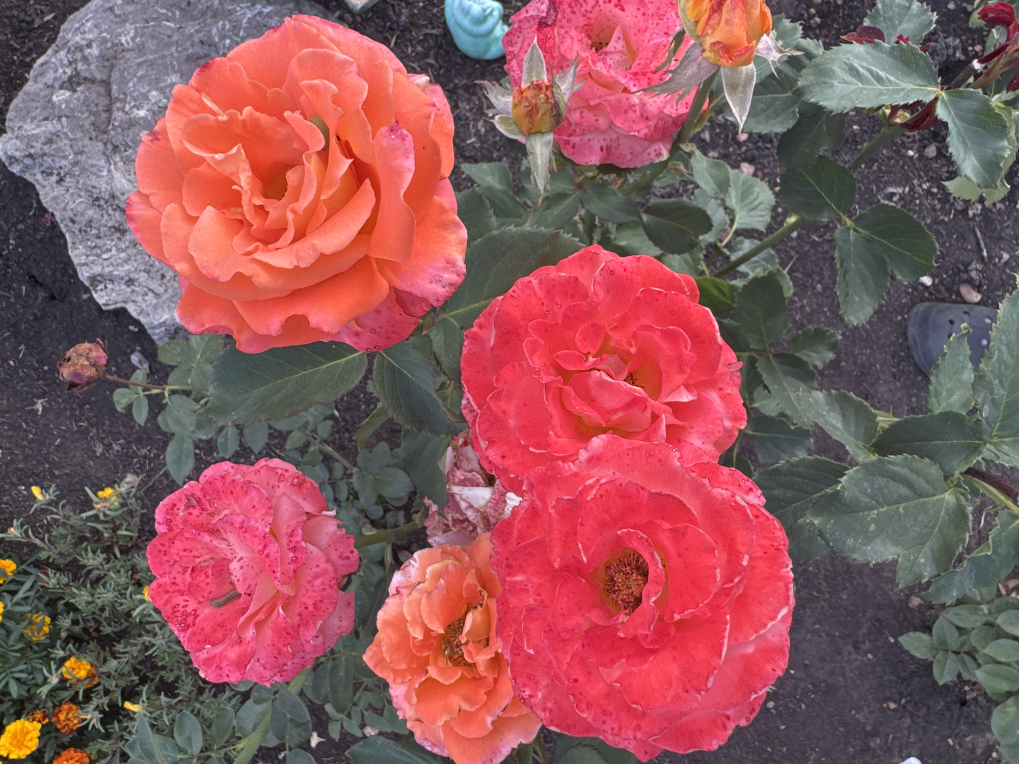 The image shows a close-up view of several blooming roses in various shades of pink and orange, with some buds also visible. The roses are growing in dark soil, with green leaves surrounding them. In the background, there is a large grey rock and some smaller yellow flowers. The overall scene is a garden. The location is identified as Rannii Rassvet, Russia. There are no people visible in the image, and no actions or interactions are depicted. The image is a static, natural scene.