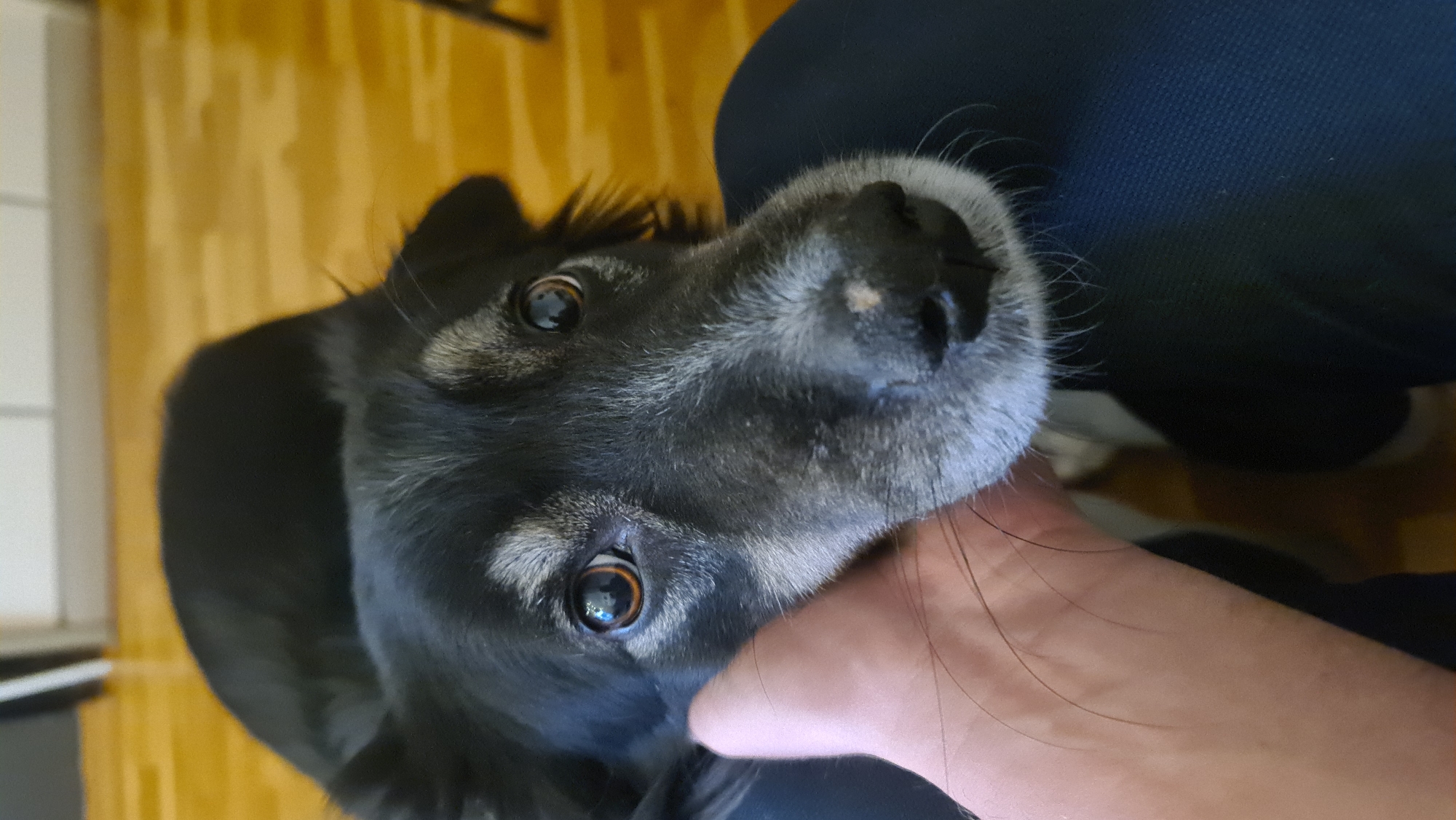 The image, taken in Budva, Montenegro, presents a close-up, vertically oriented shot of a black and grey dog looking directly at the viewer. The dog's face is prominent, featuring expressive brown eyes that reflect indoor light, conveying an attentive and gentle demeanor. Its muzzle displays a mix of black and grey fur, and a small, lighter-colored spot is visible on its black nose. Several long, fine whiskers extend outwards.
A human hand is visible on the lower right, gently cupping or petting the dog's chin and neck area. In the upper right corner, a section of dark blue fabric, likely from a pant leg or clothing, suggests the dog is positioned near or on a person's lap.
The background indicates an indoor setting, with a warm-toned wooden floor or surface visible behind the dog. To the far left, a white vertical structure, possibly a cabinet or wall, can be seen. The lighting suggests an indoor daytime environment. No text is visible in the image. The scene captures an intimate moment of interaction, highlighting the dog's endearing expression.
