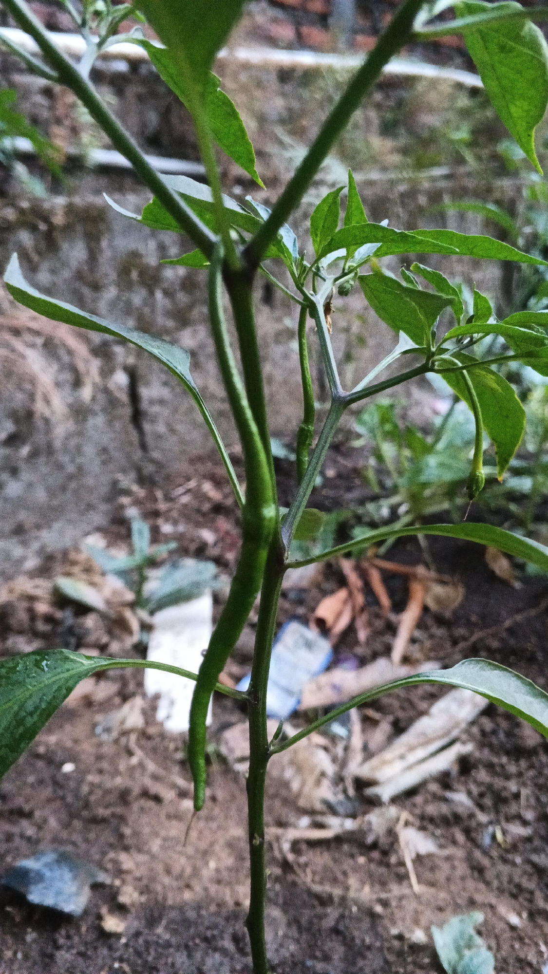 In Karangjati, Indonesia, a close-up, vertical shot showcases a young chili plant with several developing green peppers. The plant's stem is slender and green, with lighter green leaves branching out. A long, curved green chili pepper hangs prominently on the left side of the stem, while smaller, underdeveloped peppers are visible higher up. The background is a blurred expanse of dry, brown soil, with some scattered debris like dried leaves and plastic fragments. A rough, textured wall, possibly made of brick or concrete, is faintly visible in the upper background, adding a touch of urban context. The overall lighting suggests an overcast or late afternoon setting, creating a soft, natural illumination that highlights the vibrant green of the peppers and leaves against the muted tones of the environment.