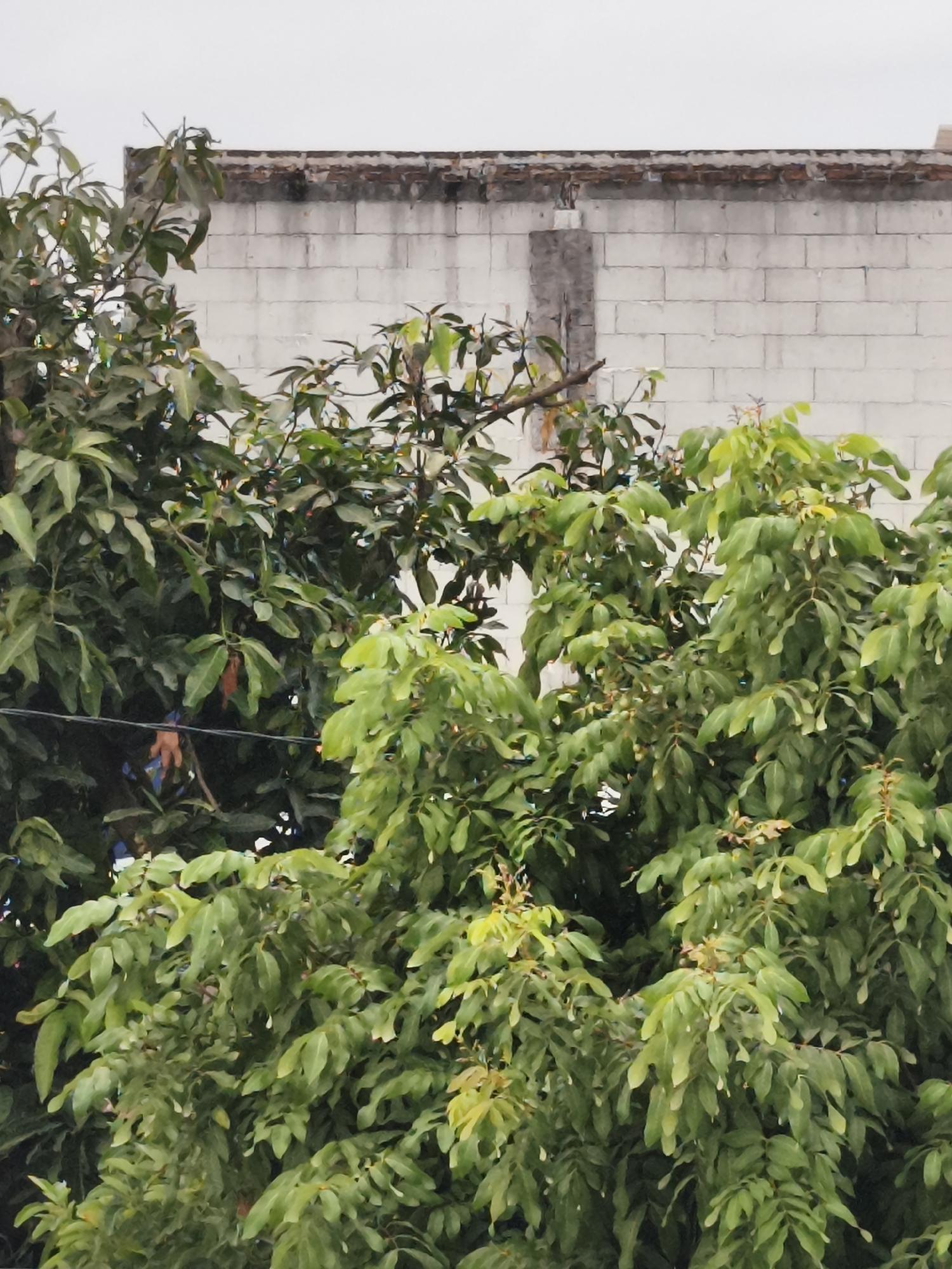 In a photograph taken from a low angle, lush green trees with dense foliage dominate the foreground, partially obscuring a weathered white brick wall that spans the upper portion of the frame. The wall exhibits signs of age, with a crumbling reddish-brown brick border along its top edge and a vertical concrete support structure on its left side. The sky above is overcast and pale. The scene appears to be an outdoor urban environment, possibly within Yogyakarta, Indonesia, suggested by the presence of tropical vegetation. No people are visible, and the focus is on the natural elements and the decaying man-made structure.