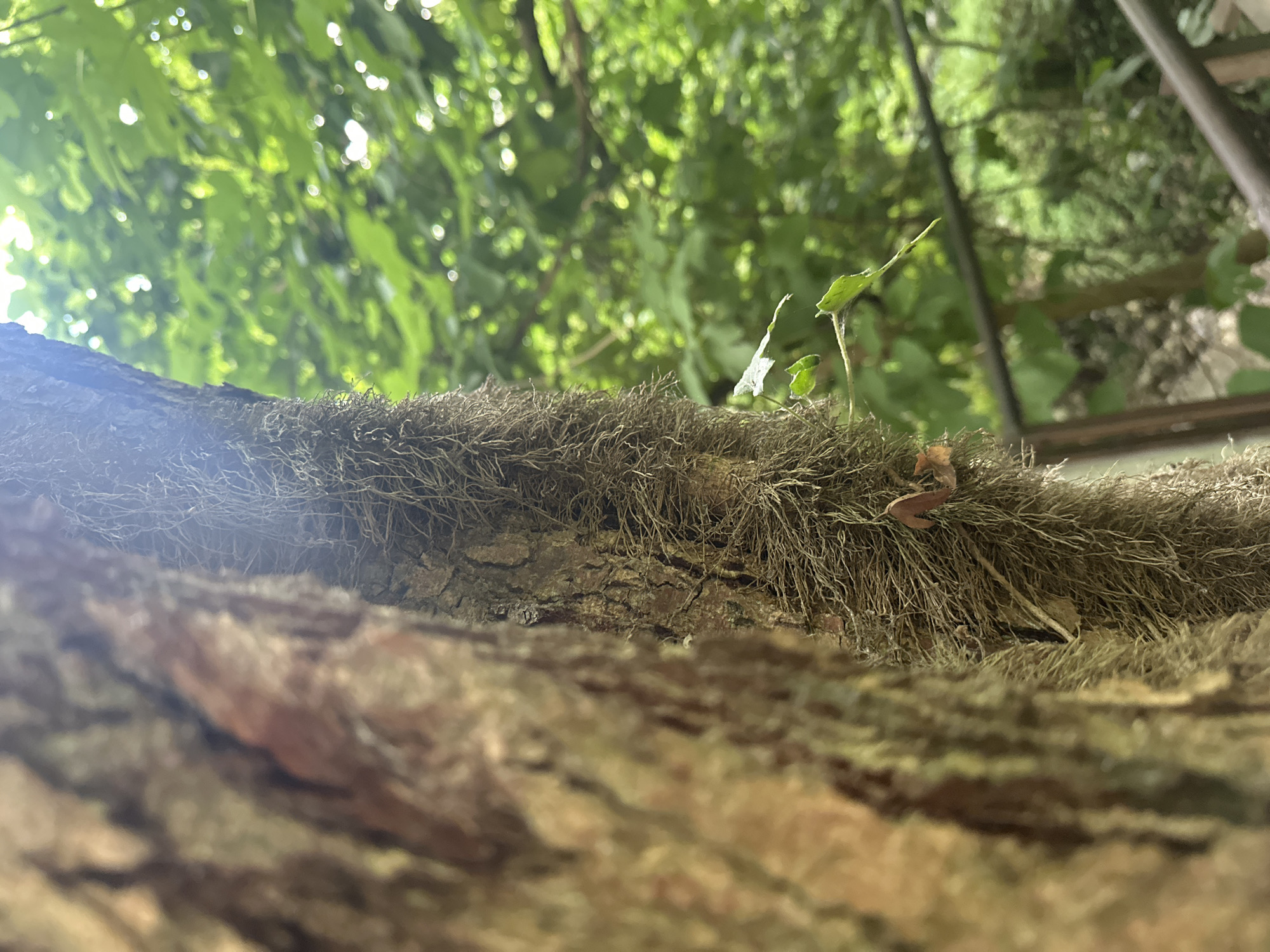 The image is a close-up, low-angle shot of a tree trunk covered in what appears to be Spanish moss. The trunk is on the left side of the frame, out of focus, with its textured bark visible. The main subject, also a tree trunk, is in the center, in focus, and draped with a thick layer of grayish-brown, thread-like moss. Two small green leaves with a delicate web-like structure are attached to the moss near the bottom center of the frame. In the background, a blurred panorama of lush green foliage and hints of sunlight filtering through the leaves suggests an outdoor, wooded environment. A dark railing is visible in the lower right quadrant, partially obscuring the background. There are no people or animals present in the image. The scene is located in the city of Bol'shoi Kichmai, Russia.