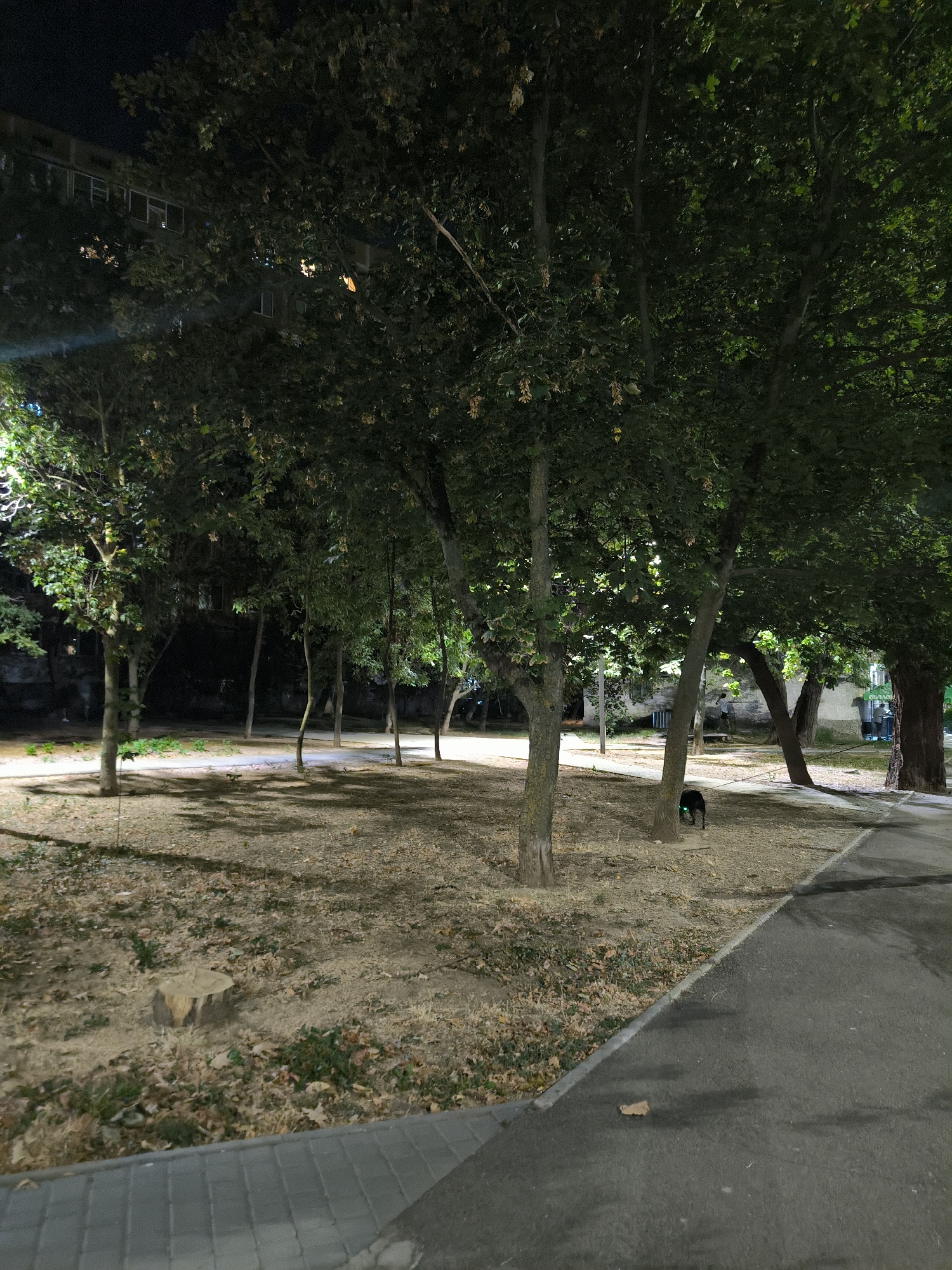The image depicts a nighttime scene in a park-like area adjacent to an asphalt path and a paved walkway. Several trees with dense foliage are prominent, casting shadows on the ground, which is covered with dry leaves and dirt. In the middle ground, a black dog is visible, standing near the base of a tree. Further in the background, a multi-story building with illuminated windows can be seen. The overall impression is that of an urban green space at night. This scene is located in the city of Mykolaiv, Ukraine.
