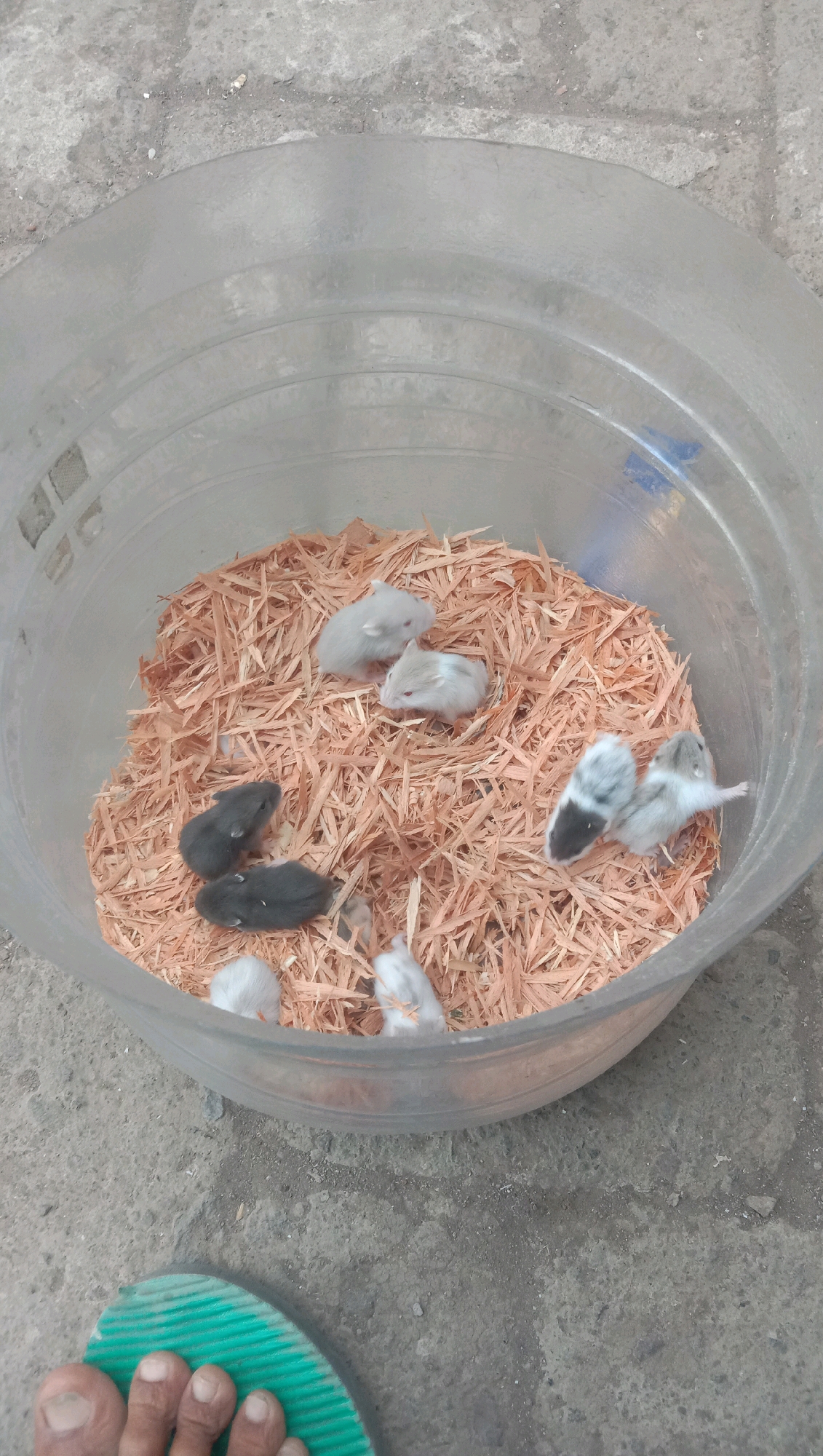 In Karang Anyar, Indonesia, a clear plastic tub filled with wood shavings contains several young hamsters. Two dark gray hamsters are positioned towards the bottom left of the tub. Above them, to the right, is a light gray hamster. In the upper center of the tub, two light-colored hamsters are visible, one mostly white with some gray markings and the other entirely white. A black and white hamster is in the middle right section of the tub, and to its right, another hamster with black and white markings is partially obscured. A human foot wearing a green and black flip-flop is in the lower left foreground, with the toes and a portion of the sole visible. The tub rests on a concrete surface.