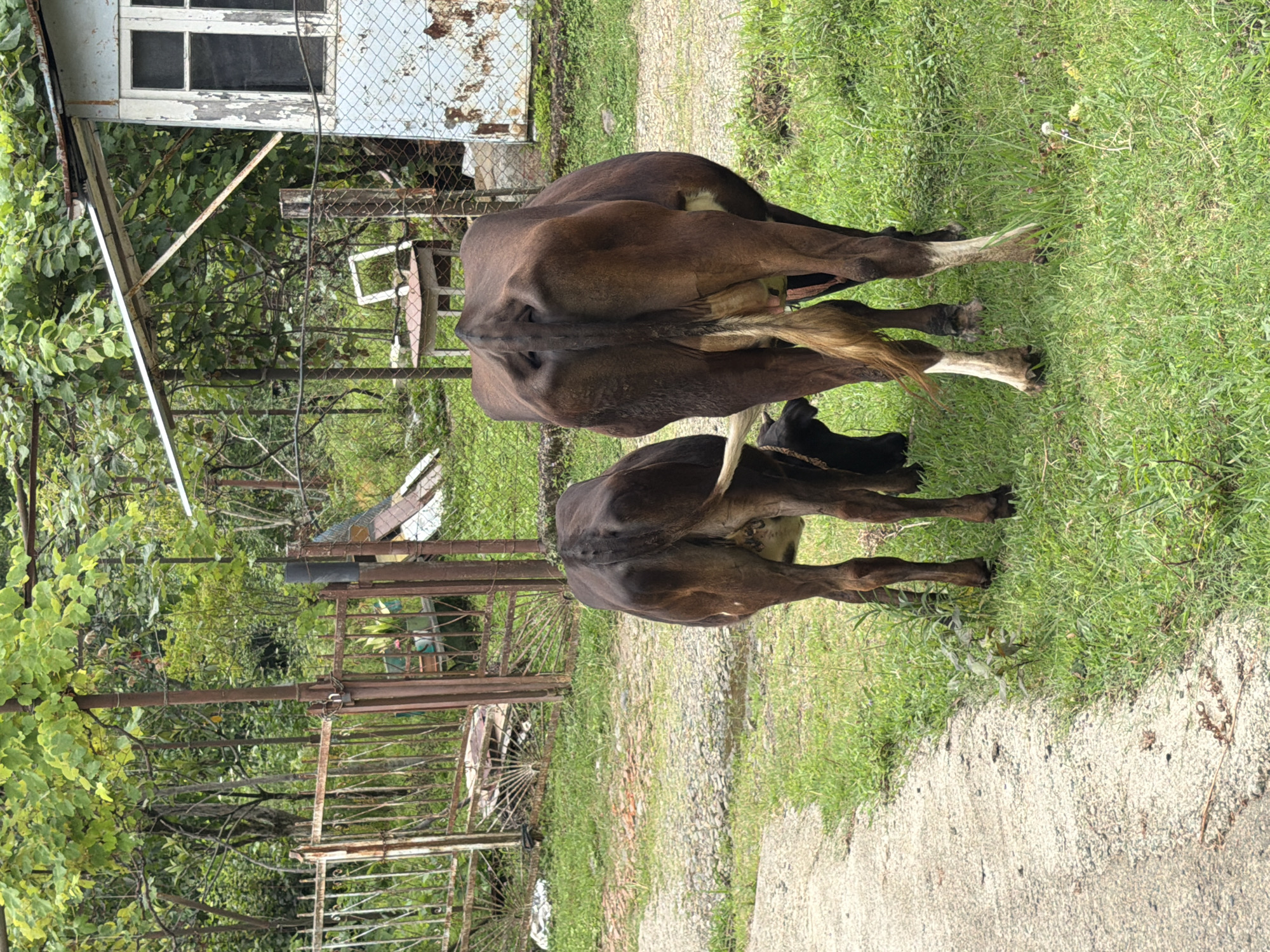 Two cows are standing in a grassy area next to a gravel path in Kveda Sameba, Georgia. The cow on the right is larger and a darker brown, with white markings on its legs. The cow on the left is smaller and appears to be a younger cow or calf. They are both facing away from the camera. In the background, there is a rusty metal gate, a small building with peeling blue paint and white trim around a window, and lush green foliage. The overall scene suggests a rural or semi-rural environment.