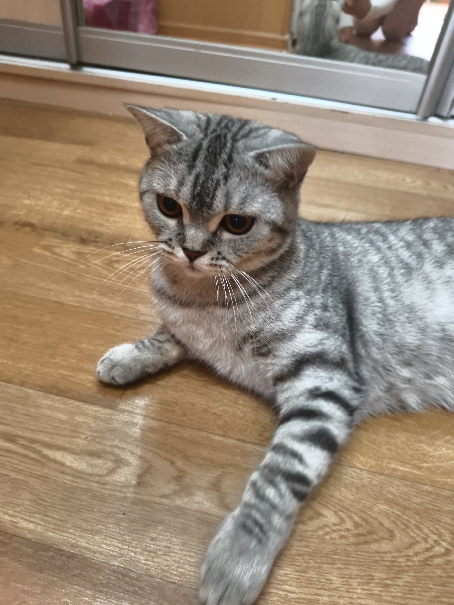 A grey tabby cat with amber eyes lies on a wooden floor. The cat is in a relaxed position, with its body stretched out and its paws extended. The cat's fur has a striped pattern, and its tail is also striped. The floor is made of light-colored wood planks, and there is a reflection in a mirrored surface in the background. The cat appears to be the only subject in the image. The lighting is soft and natural, creating a warm and inviting atmosphere.