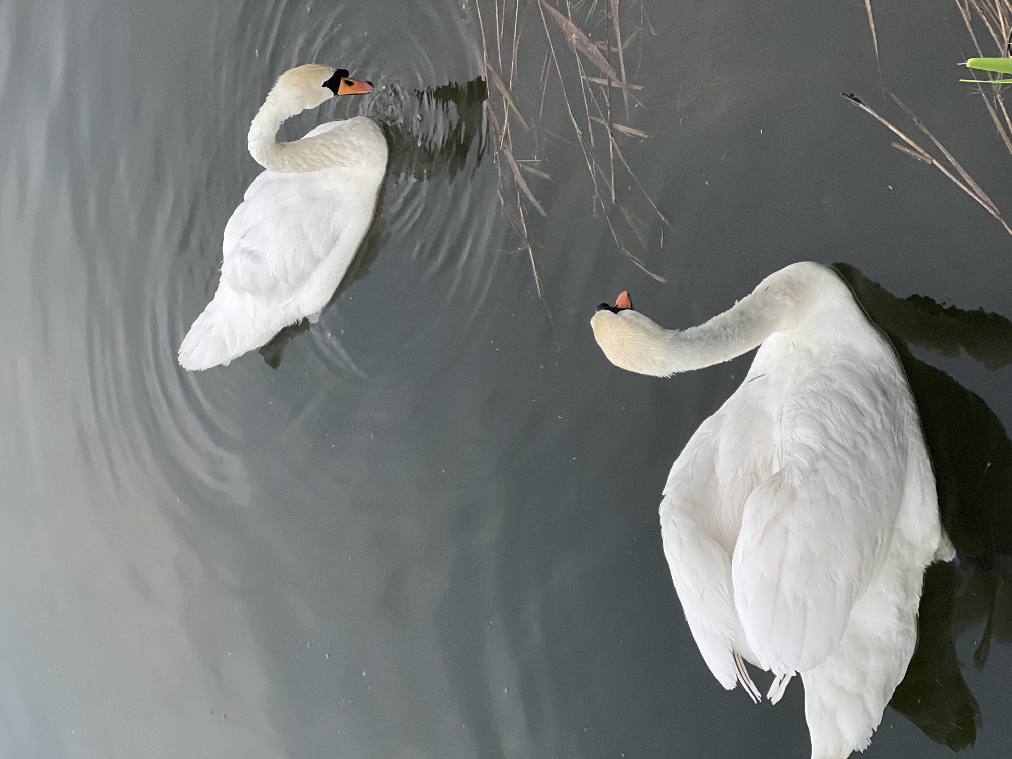 The image depicts two mute swans swimming in a body of water, likely a pond or lake. The swans are predominantly white, with orange beaks and black markings near the eyes. The water is dark and reflects the surrounding environment. Reeds or grasses are visible on the right side of the frame. The location is inferred to be near Mendeleyevsk, Russia, based on the image's metadata. The swans appear to be interacting, as their necks are curved toward each other.