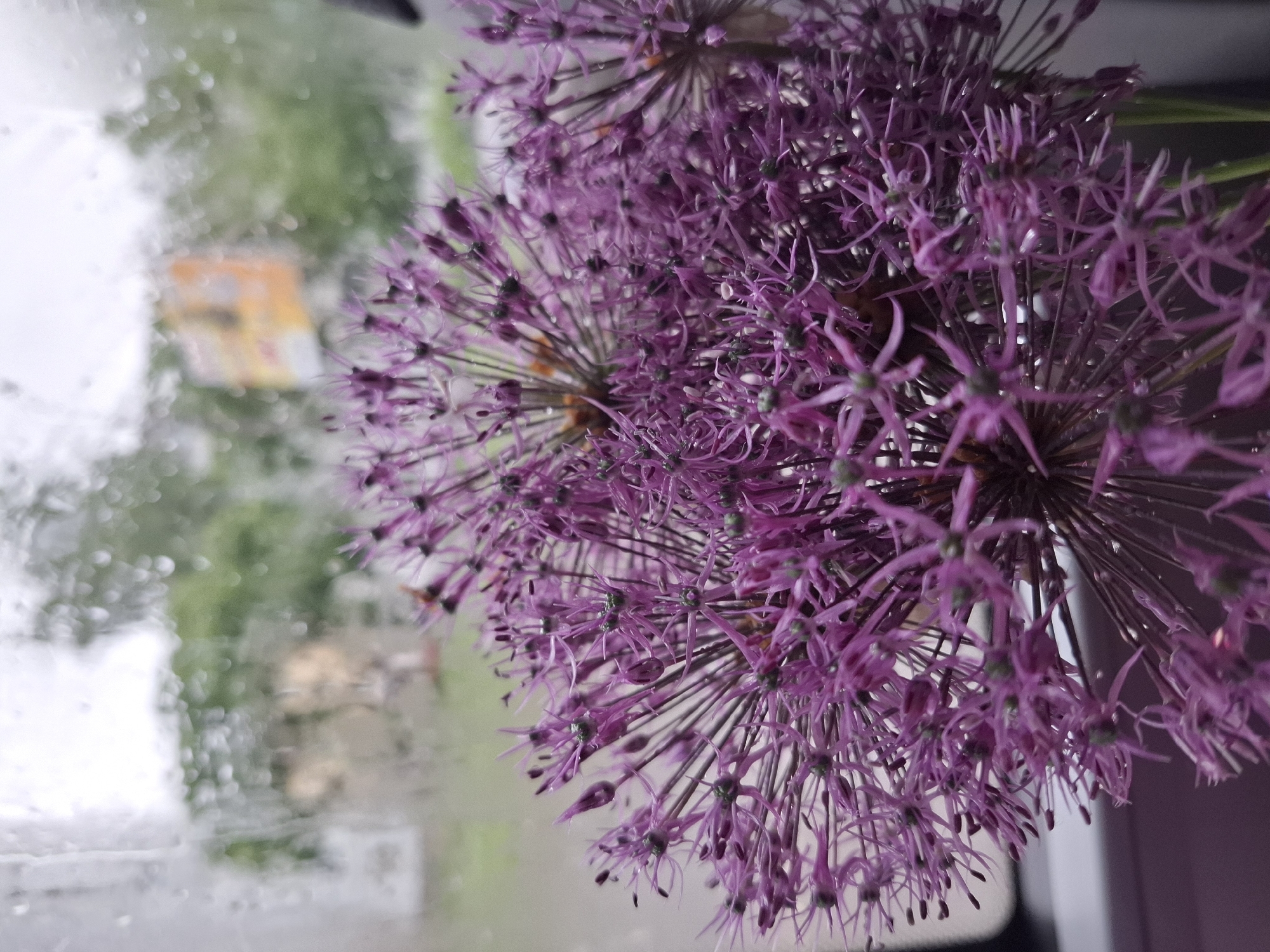 The image shows purple Allium flowers in bloom, positioned indoors near a window obscured by raindrops. Through the wet window, a blurred view of the exterior environment is visible, suggesting an outdoor setting possibly in Chaikovsky, Russia, due to the request. The foliage indicates a garden or natural area, though it is indistinct due to the rain and focus of the camera on the flowers. An indistinct orange object is also visible through the window.