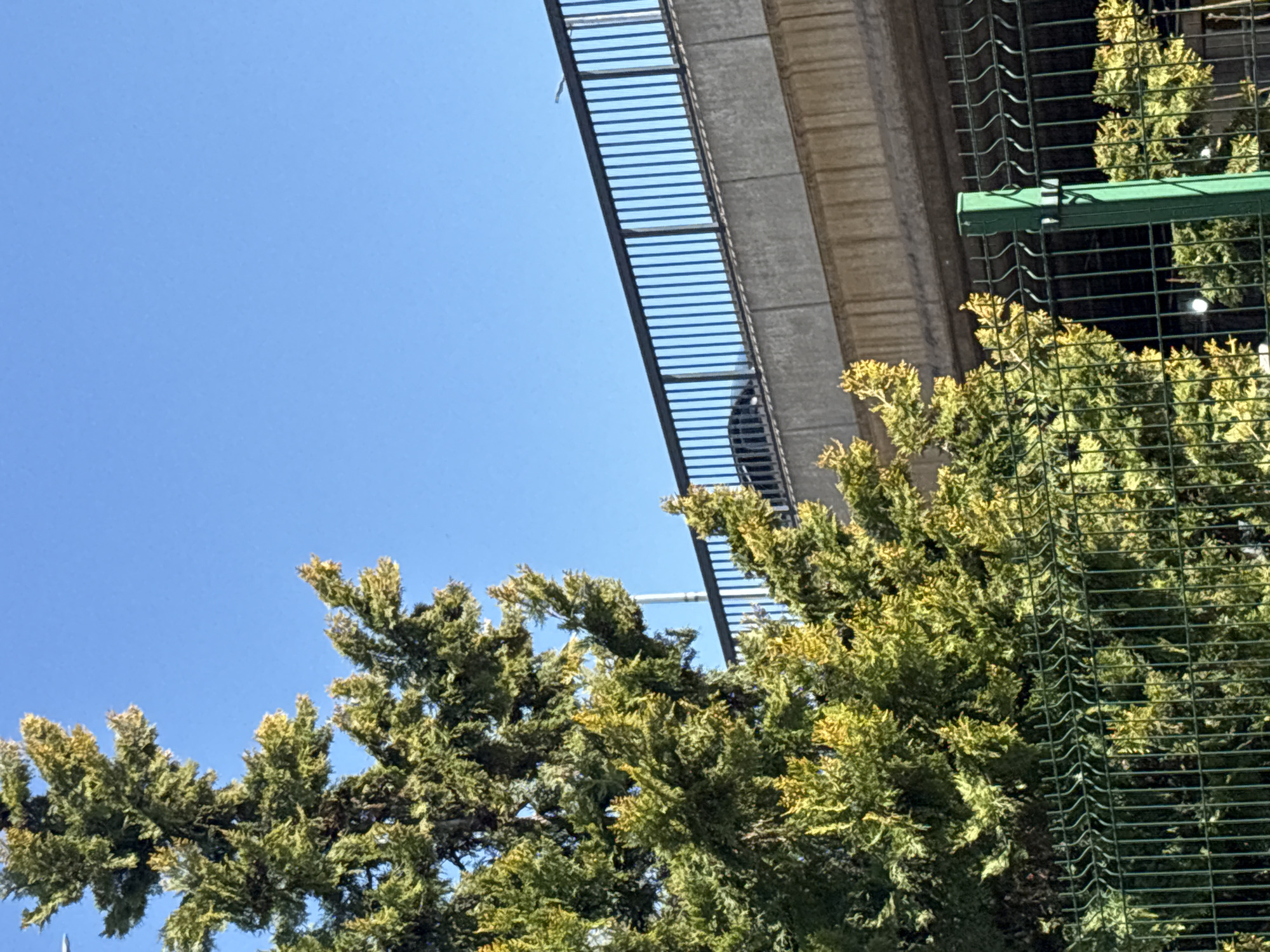 The image depicts an upward view in an urban environment, likely in Plovdiv, Bulgaria, showing a light blue sky partially obscured by a tree with green and yellow foliage. A concrete overpass or bridge structure with a black metal railing is visible. A green metal fence with a wavy wire pattern runs alongside the right side of the tree, partially obscuring the background. A dark silhouette of a person is standing behind the railing.