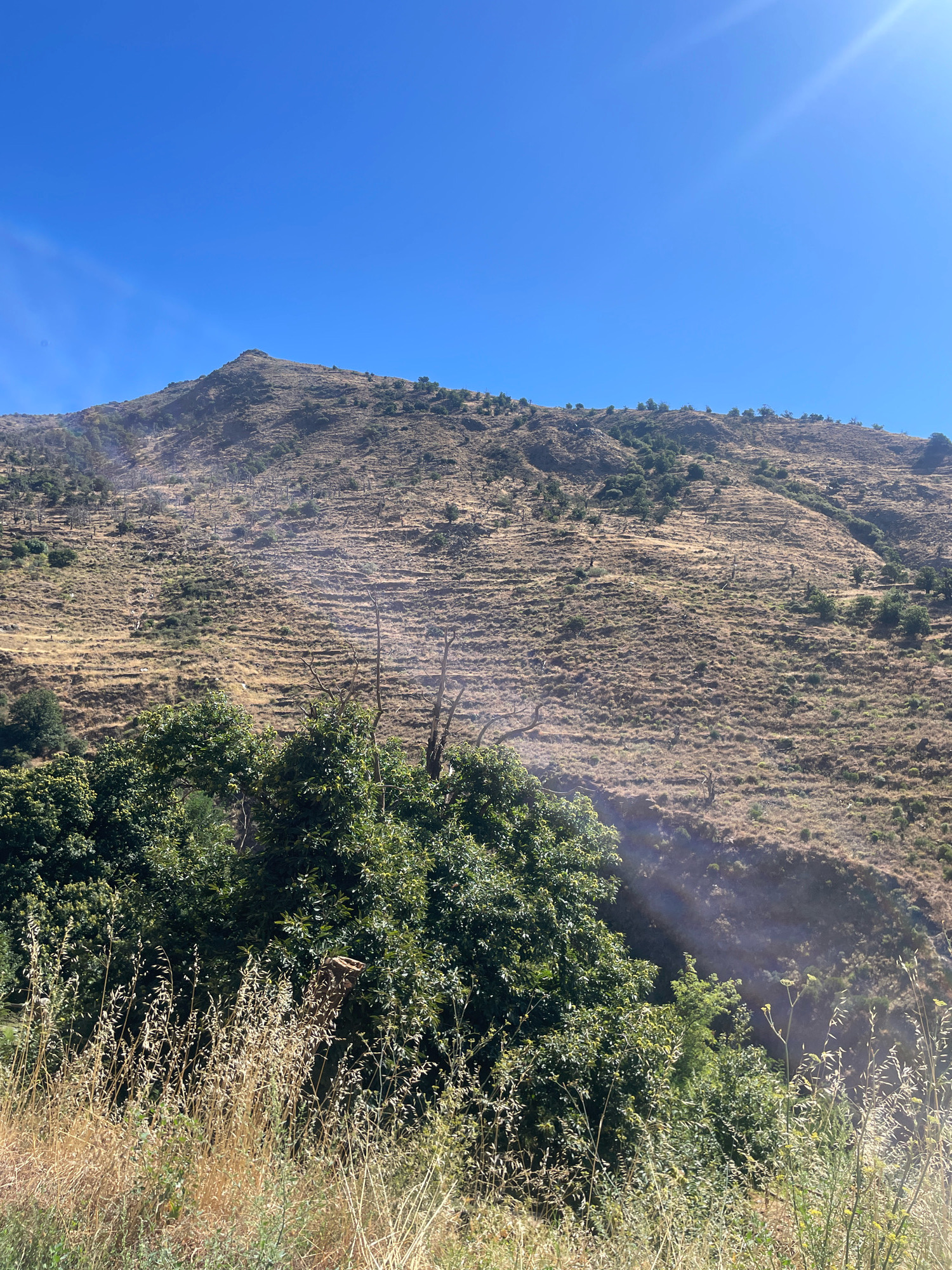 The image depicts a sun-drenched, arid mountain slope in Lanjarón, Spain. The sky is a clear, vibrant blue with a few faint wisps of clouds. A bright sunbeam diagonally crosses the upper right portion of the image. The mountainside is covered in dry, golden-brown grass and sparse vegetation, with a series of horizontal terraces visible, suggesting past cultivation or erosion control measures. Scattered across the slope are small, dark green bushes and some dead, skeletal trees. In the foreground, lush green trees and tall, dry grasses dominate the lower part of the frame. The overall impression is of a rugged, dry, and sun-baked natural landscape.