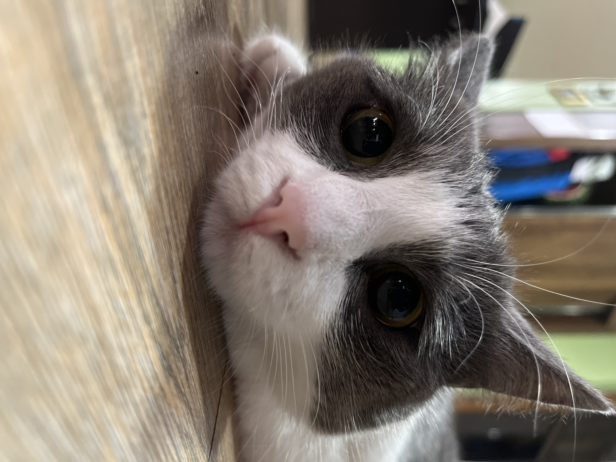 A close-up, low-angle shot shows a gray and white cat lying on a wooden floor. The cat's head is filling the frame, with its eyes wide open and focused on the camera. The cat's nose is pink and its whiskers are prominent. The background is blurred, showing hints of furniture and a doorway. There are no people visible in the image. The scene appears to be indoors, in a residential setting. The image was taken in Ureki, Georgia.