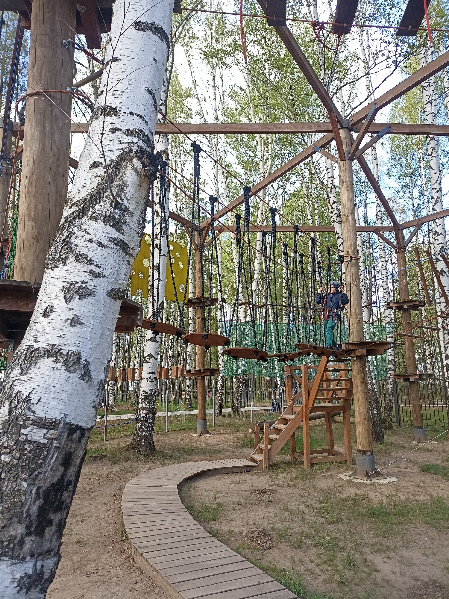 The image depicts a high ropes course in a wooded area. A white birch tree dominates the foreground, partially obscuring the view. In the mid-ground, a wooden structure forms the base for various rope obstacles and platforms. A man wearing a dark jacket and green pants stands on one of the platforms, seemingly participating in the course. A wooden staircase leads up to his platform. A curved wooden walkway extends from the foreground into the middle ground. The background consists of numerous birch trees, creating a forest setting. A fence can be seen in the distance. The location is in a park, most likely an adventure park for children. The weather conditions appear to be mild.