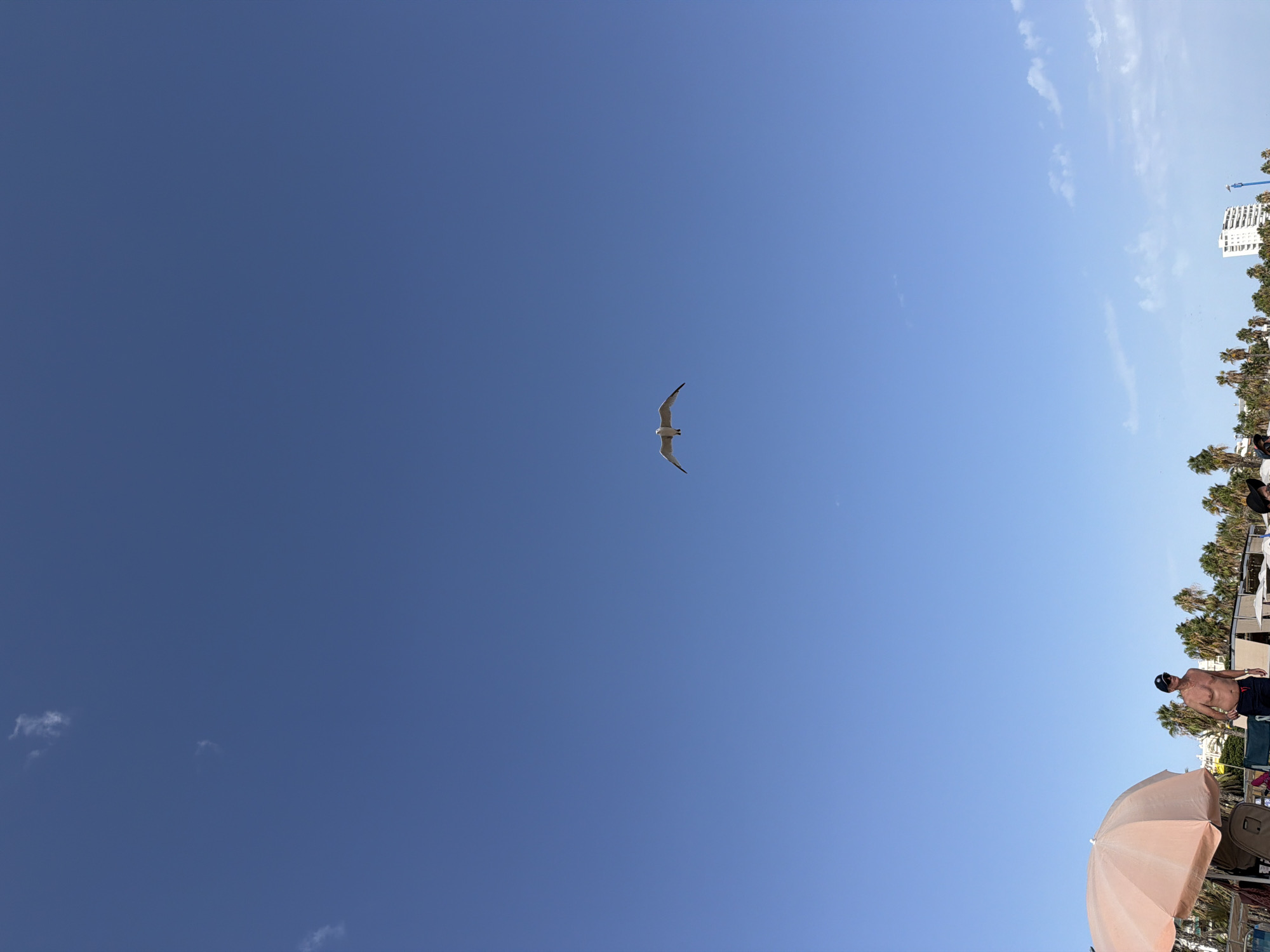 A medium shot captures a clear, bright blue sky with a solitary white seagull flying in the center. Below, the scene transitions to a beach in Salou, Spain. A man in dark shorts and a black baseball cap stands near a light pink umbrella on the left. Palm trees and buildings line the background.