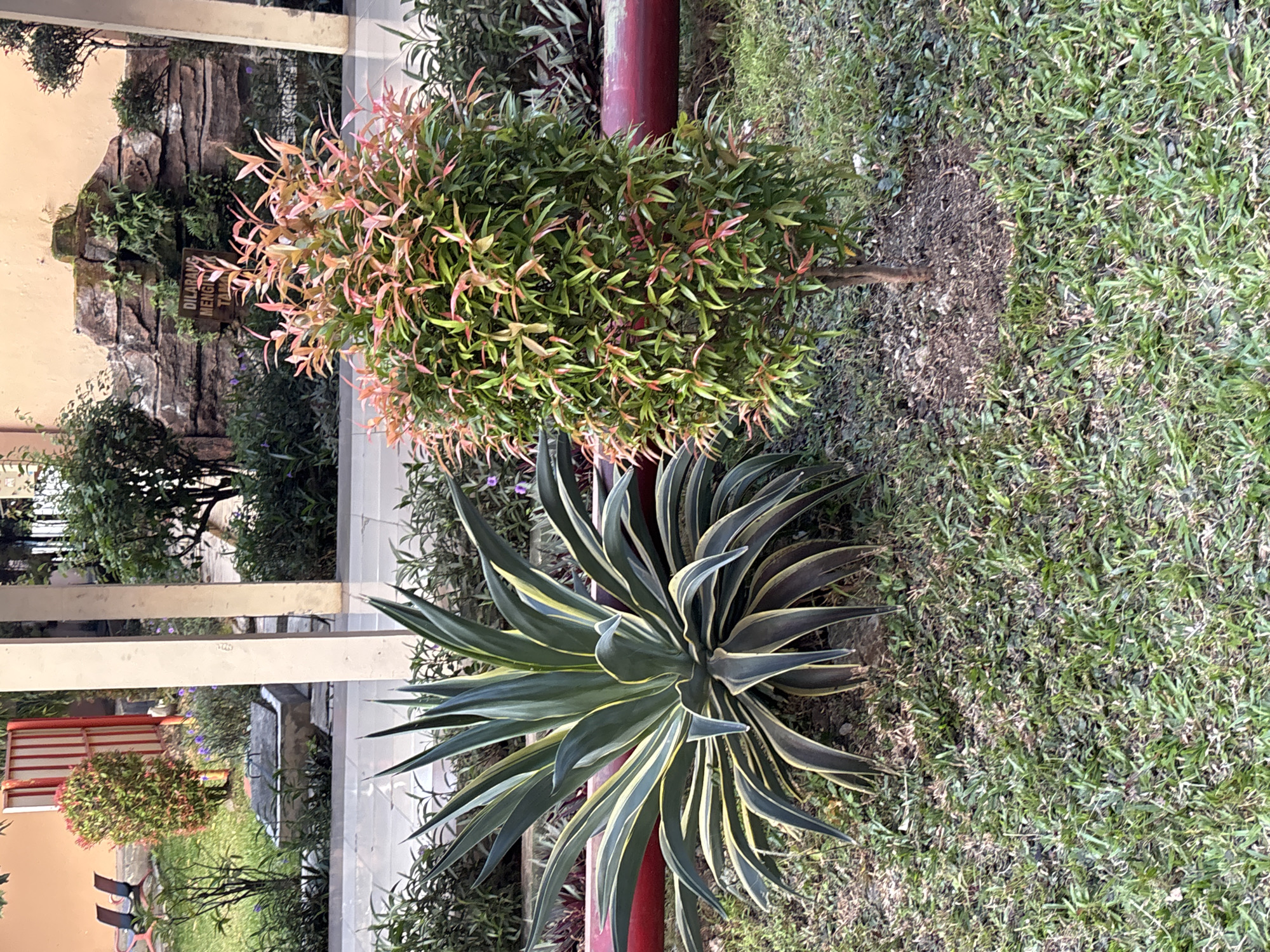 An outdoor scene in Cirebon, Indonesia, features two plants in the foreground: a large agave with green and yellow striped leaves to the left, and a smaller tree with vibrant red and green foliage to the right. The plants are situated on a patch of grass. Behind the plants, a red pipe runs horizontally. Further in the background, there is a rock formation with some greenery, and a sign reading "DILARANG MENGINJAK TANAH." To the far left, two benches are visible in front of a red and white structure, and beyond that, a building with an orange facade. The overall setting appears to be a park or garden area.