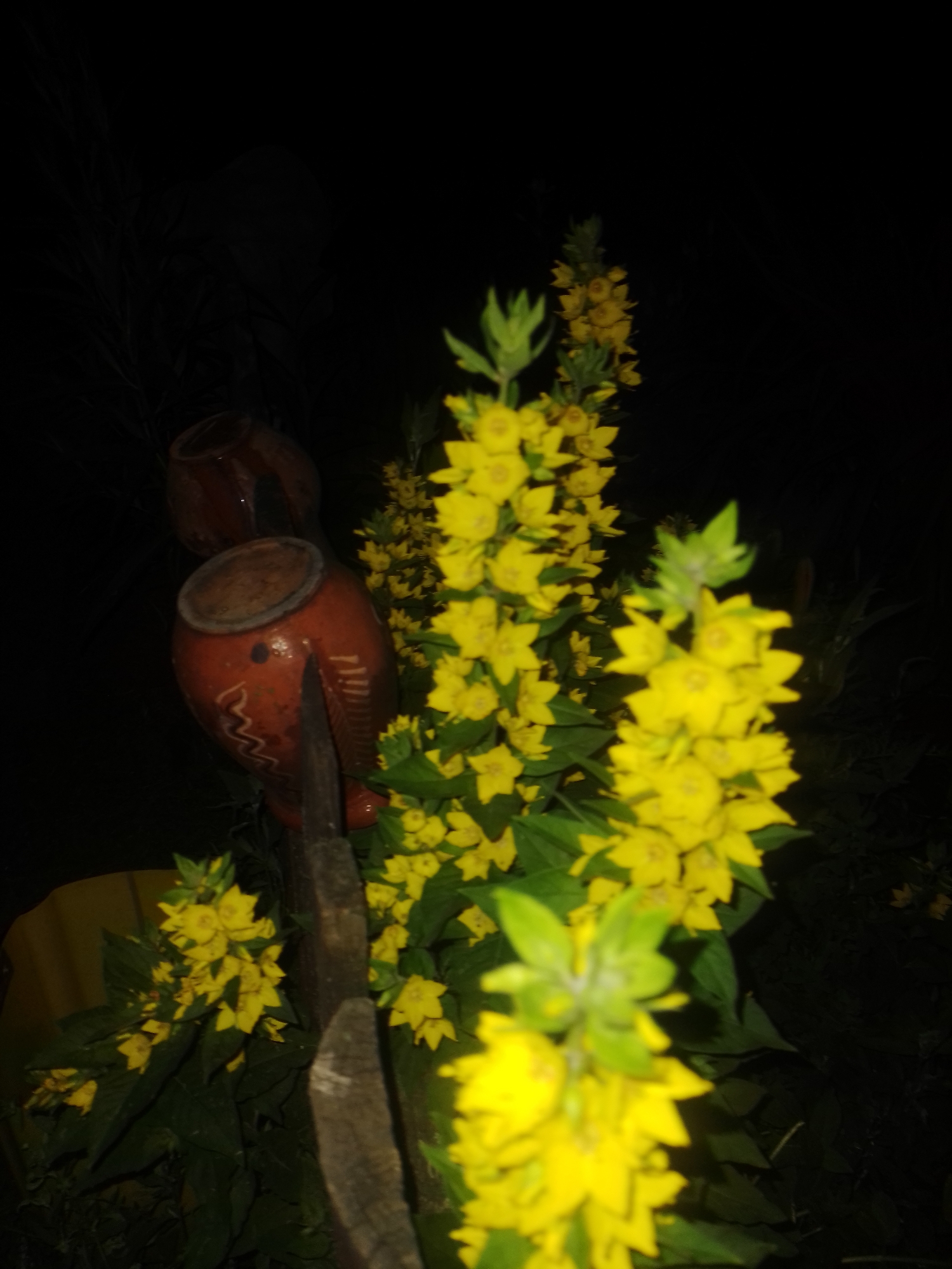 The image depicts a dark, outdoor scene with yellow flowers and two earthenware pots. The flowers are clustered and appear to be in bloom, with some greenery visible. The pots are reddish-brown and have a rustic appearance, one is larger and more detailed with painted designs. A wooden stake or fence post is visible between the pots and the flowers. The overall impression is one of a garden or yard at night. The location is specified as Ustyvytsia, Ukraine. There are no people or animals present in the image. The lighting is low, suggesting it was taken at night or in very dim conditions.