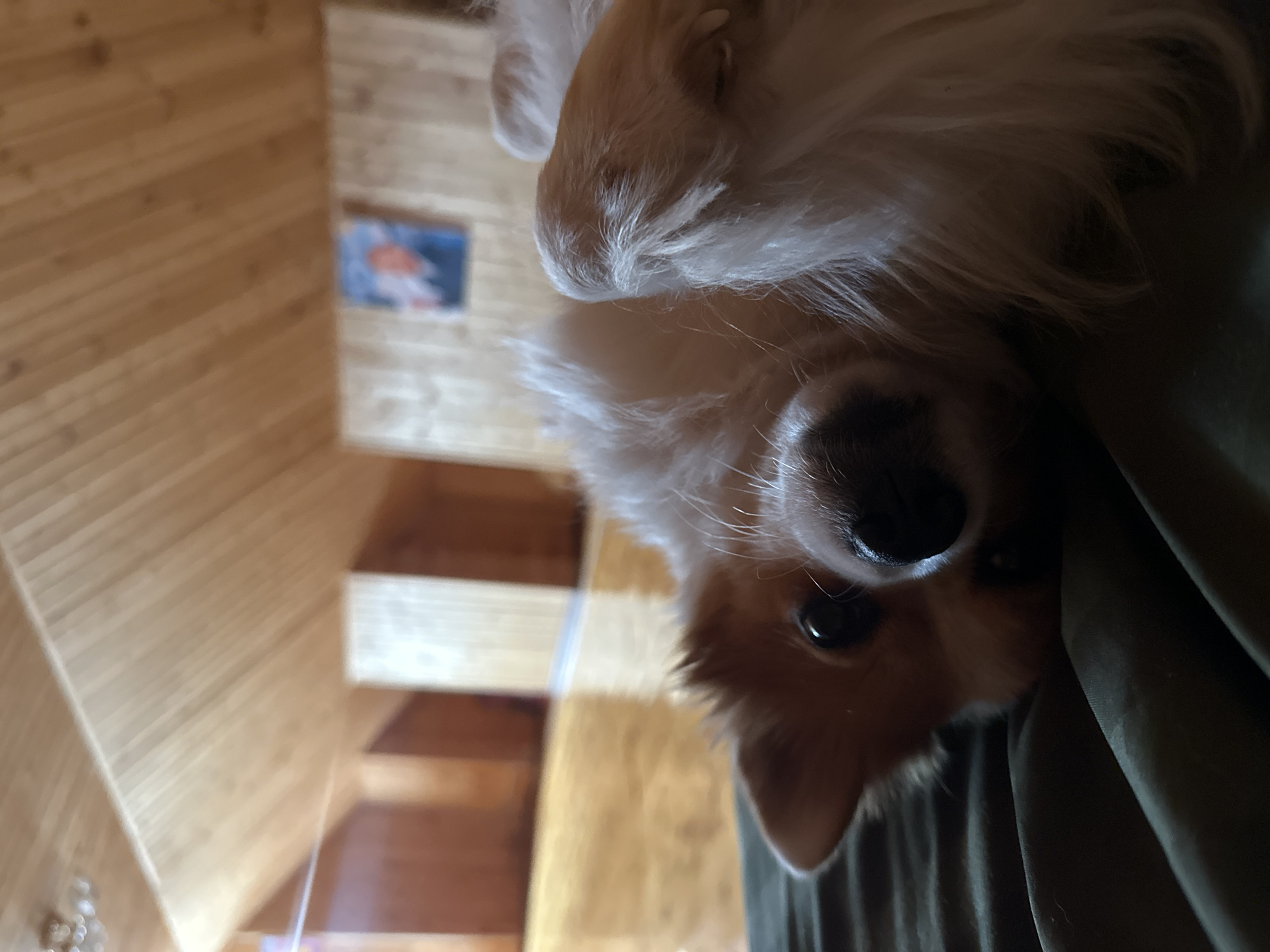 This image depicts an interior scene in Kazan, Russia, featuring a small, light-furred dog. The dog, possessing tan and white fur, dark eyes, and a black nose, is lying on its back on a dark green, wrinkled fabric surface in the foreground, with its head turned to face the viewer. Its front paws are visible, curled upwards. The background reveals a room with a sloped ceiling and walls paneled with light-colored wooden planks. A reflective light-colored wooden floor is visible in the mid-ground. On a distant wooden wall, a small, blurred framed portrait of an individual, likely male, is mounted. The room is brightly lit, suggesting natural light from an unseen source.