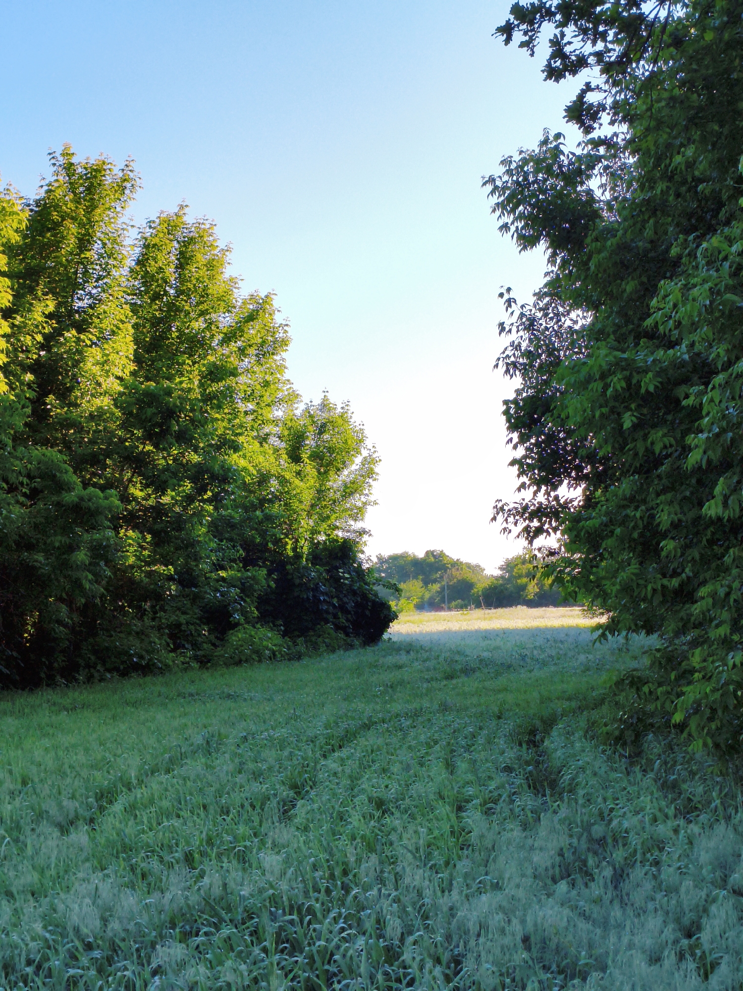 The image shows a field of green grass in Ustyvytsia, Ukraine, bordered by trees on both sides. The sky is light blue at the top of the frame. The field appears slightly damp, and there are tire tracks visible in the grass. The trees on the left are brightly lit, while the trees on the right are in shadow. In the distance, the field opens up to a brighter, sunlit area with more trees.