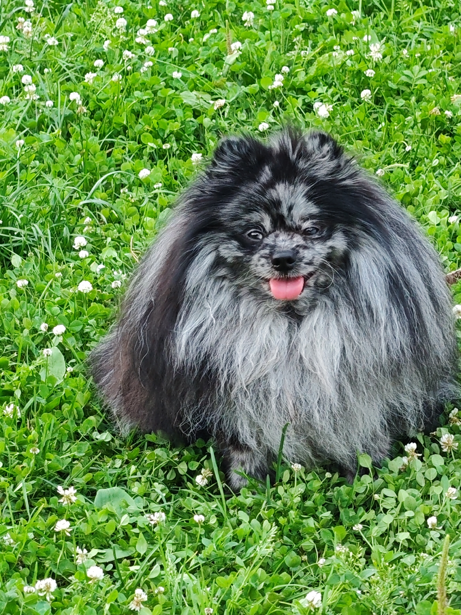 A fluffy, merle-colored Pomeranian dog sits in a field of green grass dotted with small white clover flowers. The dog's fur is a mix of black and gray, creating a marbled effect. Its tongue is hanging out, and its eyes are dark and alert. The dog is looking directly at the camera, with a slightly open-mouthed smile. The setting appears to be a sunny day, judging by the bright lighting. The grass is lush and appears healthy. There is no visible text in the image. The overall mood of the image is cheerful and playful.