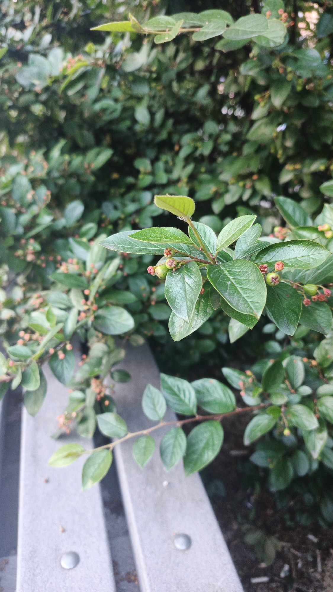 The image shows a close-up view of a dense green shrub with small red berries and new green growth. In the foreground, the edge of a light grey bench, made of some kind of concrete or stone, is visible. The bench has visible circular indentations, likely from fasteners. The background is a blur of more greenery. The scene appears to be outdoors, possibly in a park or garden. Without further information or context, it is impossible to determine the specific location within Yekaterinburg, Russia.