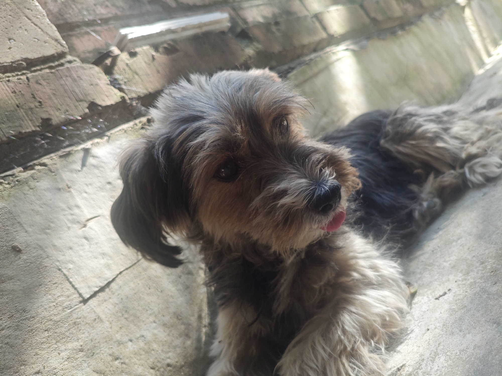 A small, scruffy terrier-mix dog with brown and gray fur lies on a textured concrete surface. The dog's head is turned to the left, with its tongue slightly sticking out. Sunlight illuminates the scene, casting shadows. In the background, a brick wall is visible, with some debris scattered on it. The overall environment suggests an outdoor, possibly urban setting, perhaps a backyard or alley in Armavir, Russia.