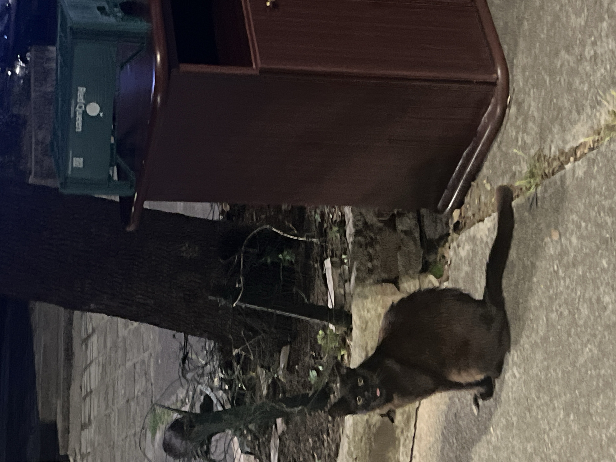 An adult black cat with its tongue sticking out sits on a concrete surface next to a large tree and a dark brown trash receptacle. Above the receptacle is a green plastic crate with the words "Red Queen" visible. The scene appears to be outdoors, possibly on a sidewalk or pathway, with some stone landscaping and sparse vegetation visible in the background. The lighting suggests it is nighttime or a dimly lit area.