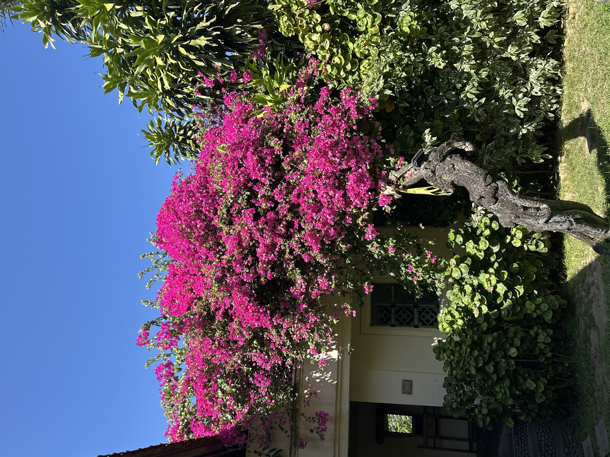 The image shows a vibrant bougainvillea plant with bright pink flowers cascading over a pale yellow building with a dark brown roof. The building has a dark-colored door on the left, a window with decorative green panes, and lush green bushes in front. A gnarled, dark tree trunk stands in the foreground, casting a shadow on the grassy ground. In the background, there are large green palm-like plants. The sky is a clear, bright blue. The scene is likely located in Denpasar, Indonesia, a city known for its tropical climate and abundant flowering plants. There are no people or animals visible in the image.