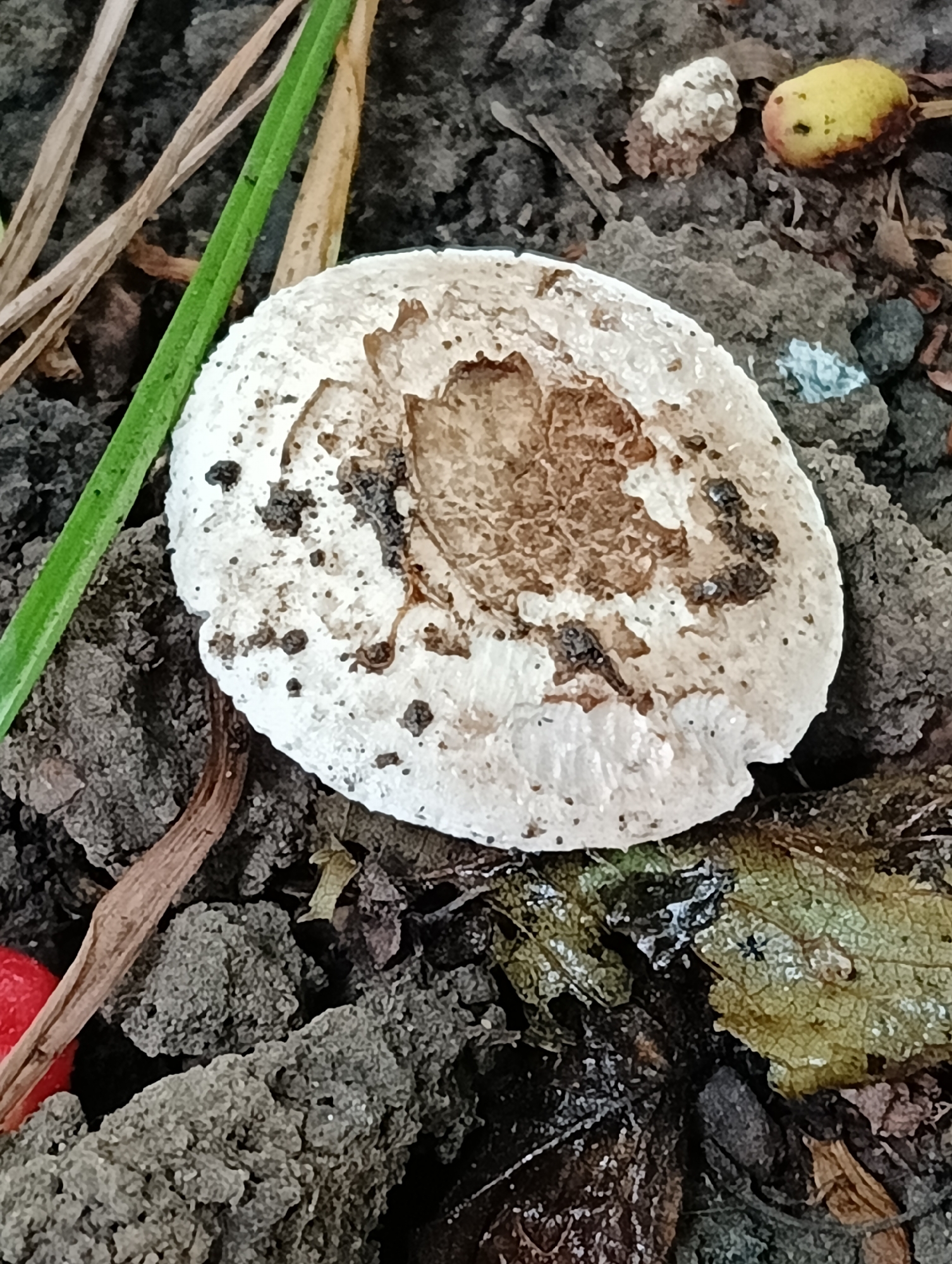 The image provides a close-up, top-down view of a single, light-colored mushroom situated on dark, coarse soil. The mushroom has a relatively flat, circular cap, predominantly off-white, but featuring a central area of darker brown, textured material, possibly indicating decay or damage. Its surface is dotted with small specks of dark dirt and debris.
The mushroom is surrounded by uneven, dark brown soil, interspersed with various natural elements. A vibrant green blade of grass diagonally traverses the upper left section of the frame, alongside several dried, light brown plant stalks. In the upper right corner, a small, yellowish berry or fruit, possibly decaying, is visible. Below the mushroom, on the right side, lies a shriveled, light green leaf with discernible veins. A small, bright red berry fragment is also present in the lower-left corner of the frame.
The scene depicts an outdoor natural environment, such as a garden or forest floor, evident from the soil, mushroom, grass, and plant debris. The lighting suggests it is daytime, with no strong shadows. No activity is taking place, and there is no visible text.