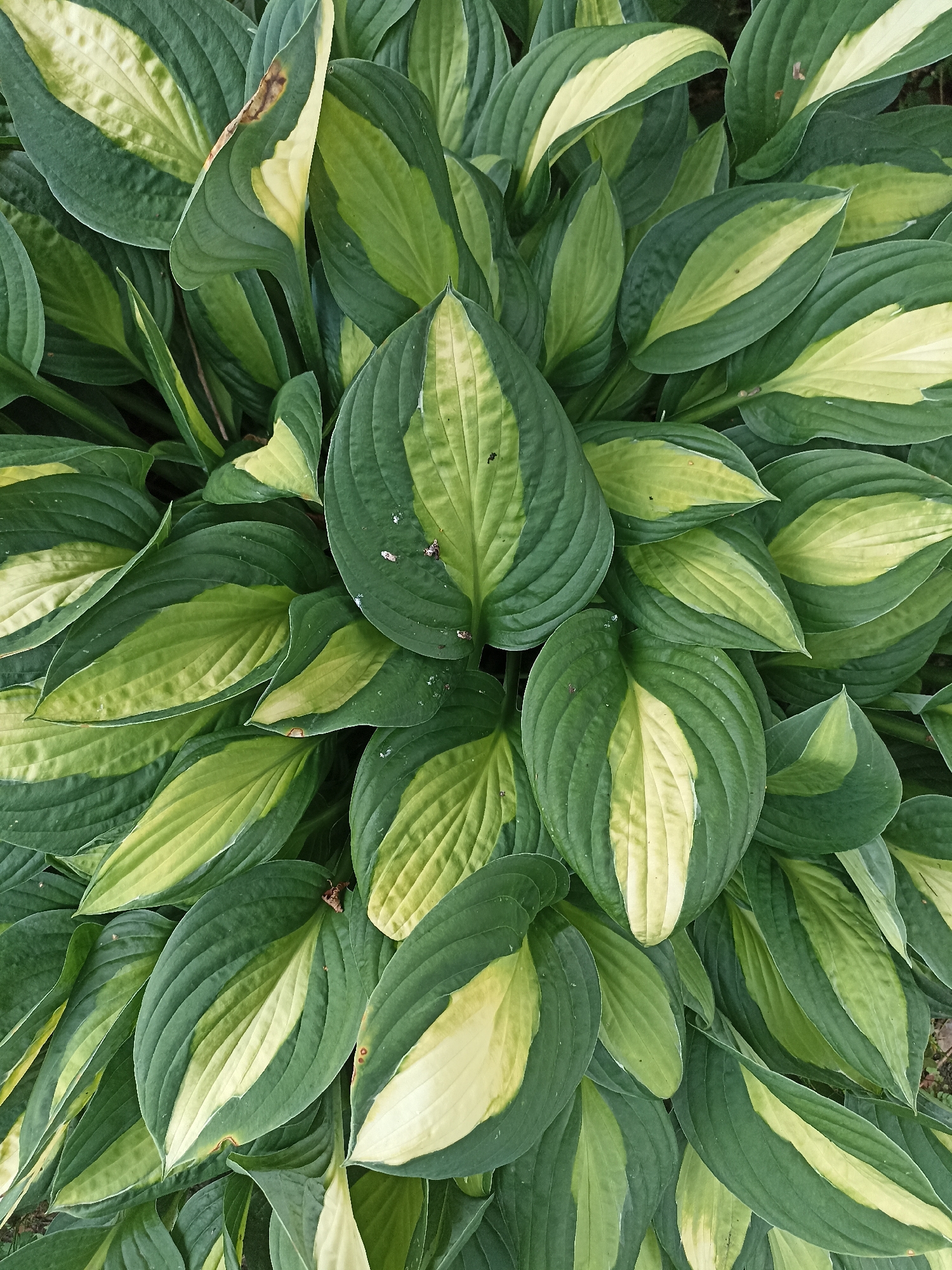 The image is a close-up, overhead view of a large hosta plant. The leaves are broad and ovate, with a distinctive variegation of dark green and chartreuse. The green portions have prominent parallel veins. Some leaves exhibit slight browning or scorching along the edges. The plant is dense, with many leaves overlapping. The background is blurred and dark, suggesting it is likely in a garden or natural setting. No specific location in Mochische, Russia, can be determined from the image itself.