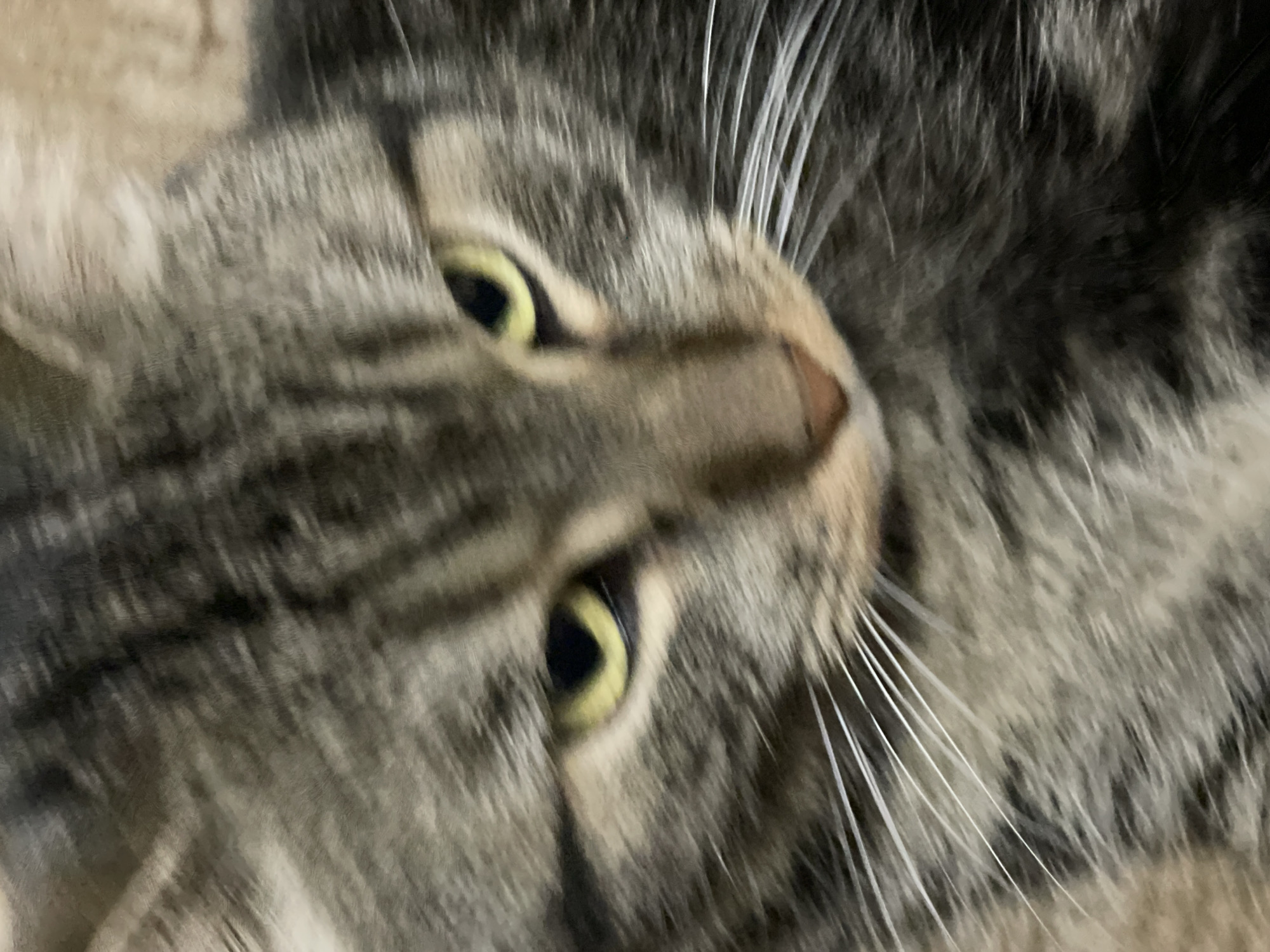 The image is a close-up, low-angle shot of a tabby cat's face. The cat has distinctive grey and brown striped fur, with bright yellow eyes. Its whiskers are long and white. The focus is sharpest on the cat's eyes and nose, with the rest of its fur appearing slightly blurred due to shallow depth of field. The background is out of focus and appears to be a neutral, textured surface, possibly a blanket or furniture. There is no identifiable urban environment or specific location in Cherkasy, Ukraine visible in this image.
