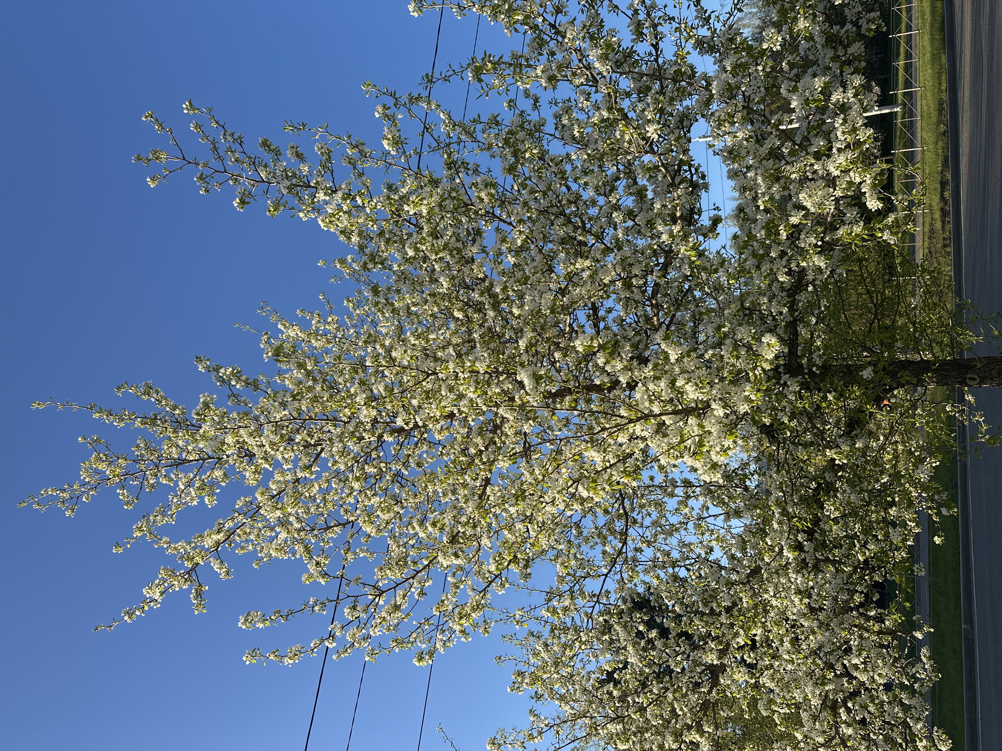 The image shows a tree with abundant white blossoms against a clear blue sky. The tree's branches are bare except for the flowers and some new green leaves. Electrical wires can be seen crossing the sky in the lower left portion of the frame. A road and grass verge are faintly visible on the right side of the image. There are no people present in the image. The location in Sayansk, Russia, is assumed but not verifiable from the image itself.