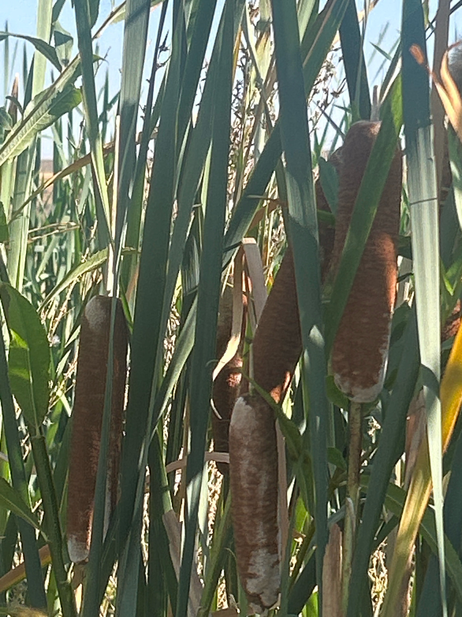 A close-up, eye-level shot reveals several cattail seed heads amidst tall green reeds. The cattails, with their distinct brown, velvety texture, are positioned at varying depths within the frame, suggesting a natural, outdoor setting. The reeds are lush and verdant, with some appearing slightly faded or dry at the tips, hinting at a change in season. The background is a soft blur of green foliage and a pale blue sky, indicating an outdoor environment, likely near a body of water, consistent with the natural habitat of cattails. The overall impression is one of natural growth and the serene beauty of a wetland area.