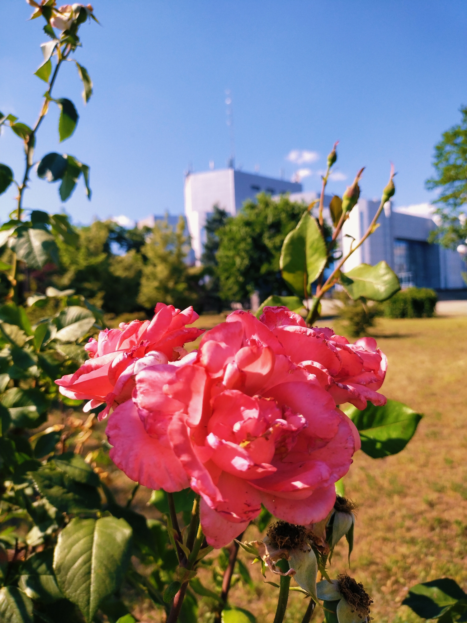 A close-up, low-angle shot captures a cluster of vibrant pink roses in bloom, dominating the foreground. The roses are in sharp focus, revealing the delicate texture of their petals. To the left and behind the roses, a rose bush with lush green leaves is visible. The background is softly blurred, showing a grassy area with dry, yellowish grass, and a line of green trees. Further back, a large, modern, white building with a dark-paneled section and windows stands under a clear, bright blue sky. Several small, green rosebuds are also visible on a stem in the upper right of the frame. The overall scene suggests a sunny day, likely late spring or summer, given the blooming roses and clear sky. The setting appears to be a park or landscaped area adjacent to a building. No people or text are visible.