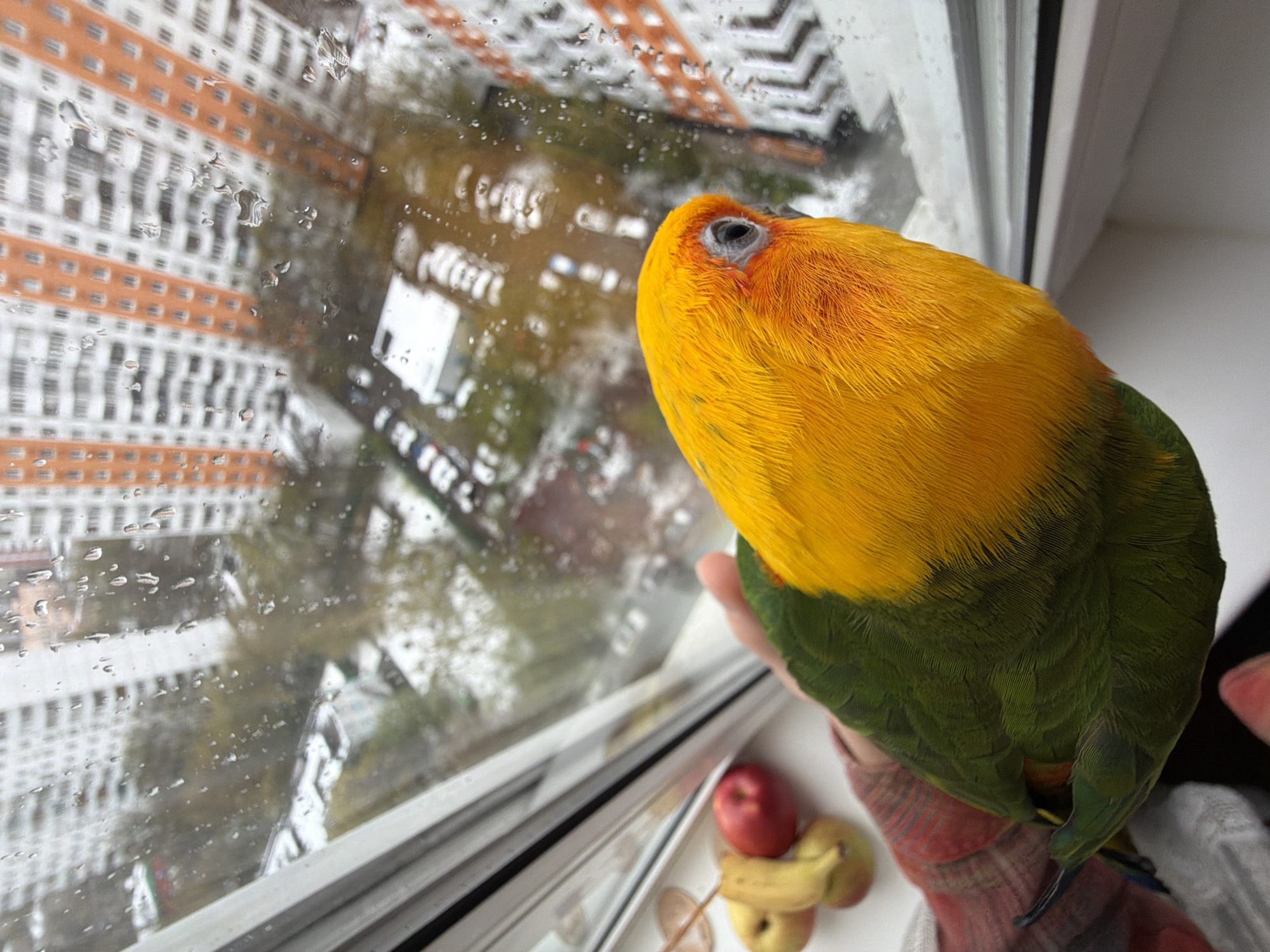 An eye-level shot captures a vibrant parrot perched on a human hand, gazing out a rain-streaked window in Khimki, Russia. The parrot, with its bright yellow head and neck transitioning to orange and then a rich green body, has its dark eye with a light grey orbital ring fixed on the outside view. Raindrops heavily obscure and distort the scene beyond the glass.
Outside, the blurred outlines of several multi-story apartment buildings are visible. One prominent building features a distinctive pattern of orange-striped balconies against a lighter facade. Green foliage from trees is also discernible through the rain. The weather is clearly rainy and overcast, contributing to the soft, diffused lighting.
The human hand supporting the parrot is partially covered by a textured, reddish-grey garment, possibly a sleeve or a blanket. On the white windowsill below the parrot, a small collection of fresh fruits is arranged, including a bright red apple, several yellow bananas, and another greenish-yellow apple. The scene suggests a cozy indoor moment, with the pet parrot curiously observing the rainy urban environment from the comfort of its home. No discernible text is visible in the image.