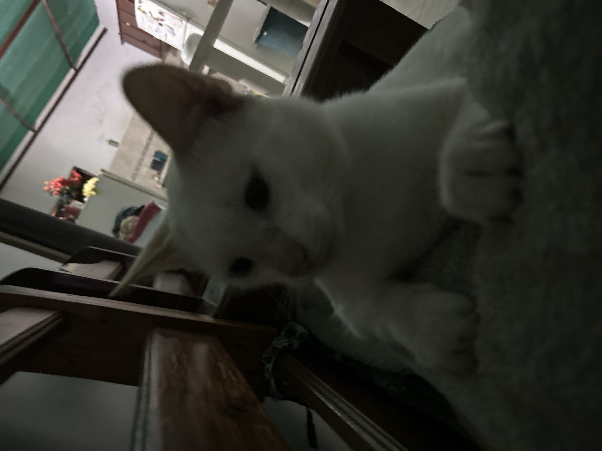 A white cat with light brown markings around its nose and ears is the primary subject of this dimly lit indoor photograph, likely taken in Juan Griego, Venezuela. The cat is positioned centrally, resting on a soft, textured surface that appears to be a blanket or cushion. Its body is mostly obscured by the low light and its posture, but its head is clearly visible, tilted slightly to its left. The cat's eyes are dark and appear to be looking downwards. Its paws are resting on the surface in front of it.
The background is blurred and shows a domestic environment. To the left, a dark wooden furniture piece, possibly a chair or table, is prominent. To the right, parts of what looks like a kitchen or living area are visible, including a white appliance (likely a refrigerator) and some shelves with objects on them, such as a vase with red and yellow flowers. A blue trash can is visible in the far right background, and part of a green corrugated roof is visible at the top of the frame. The overall lighting is dim, with some light sources creating shadows and obscuring finer details. The image quality is low, with a significant amount of motion blur, particularly around the cat and the background elements.