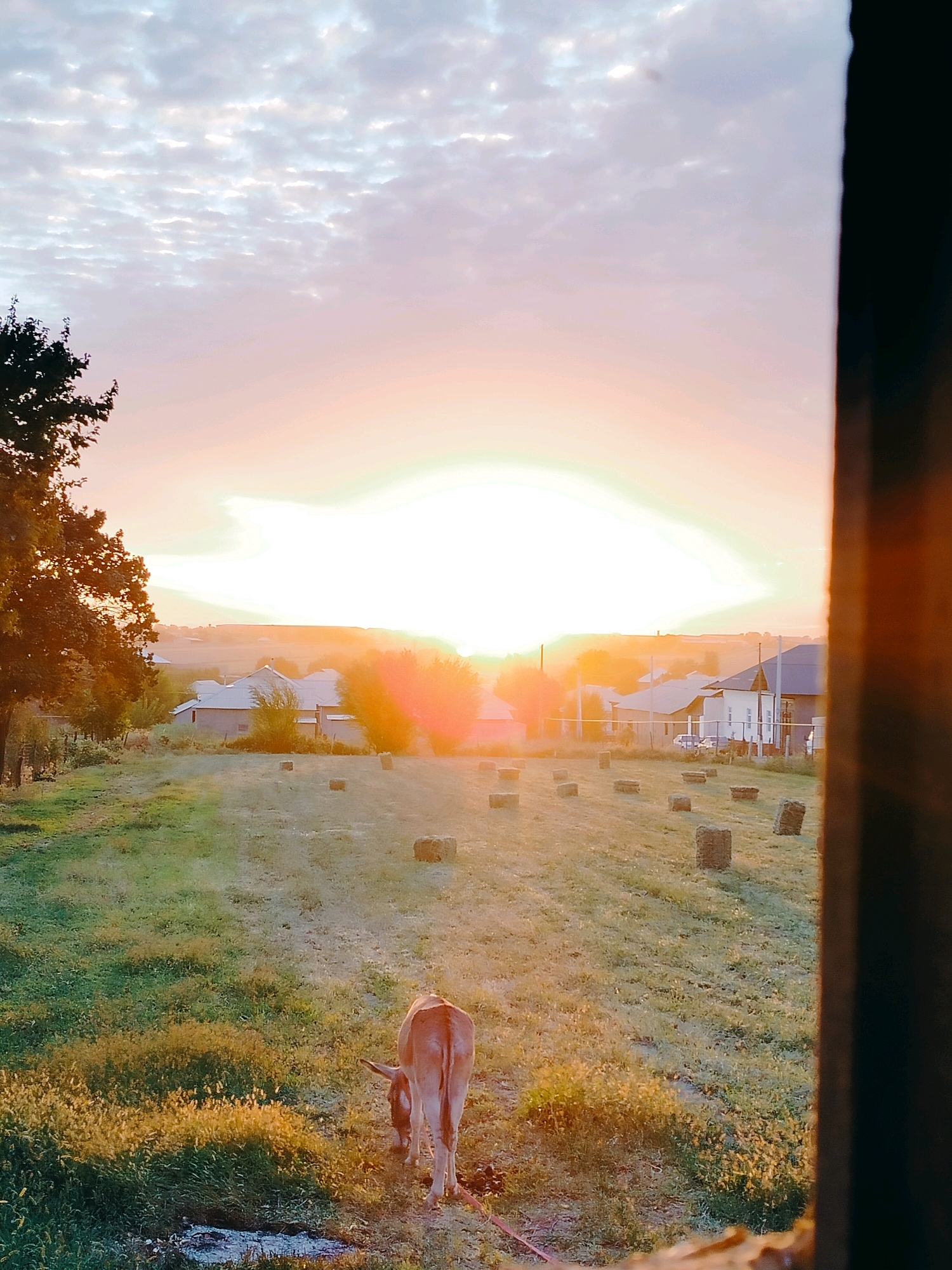 This is a photograph of a rural landscape at sunrise. The scene is set in the city of Көлкент, Kazakhstan. In the foreground, a donkey is grazing in a field of green grass scattered with hay bales. The field slopes gently towards a line of houses in the middle ground. Beyond the houses, rolling hills are visible under a sky filled with soft, wispy clouds. The sun is rising, casting a warm, golden light across the entire scene. The photograph is framed on the right by a dark, wooden structure.