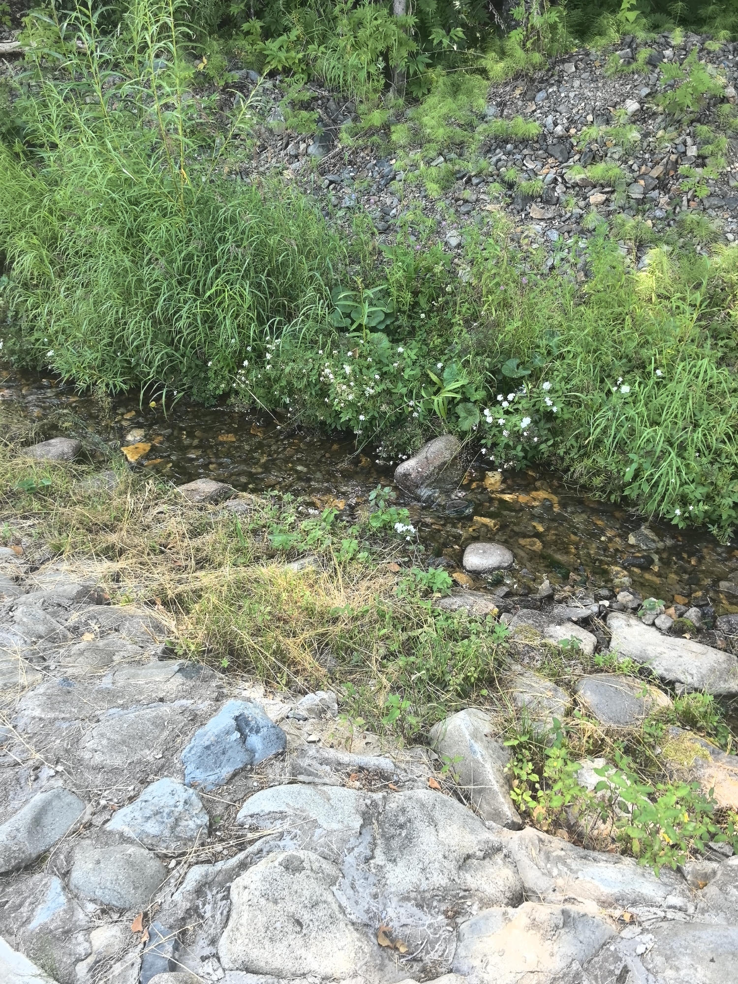 The image depicts a small, shallow stream flowing through a natural environment. The stream bed is composed of visible stones and pebbles, with clear water allowing them to be seen. On both sides of the stream, there is abundant green vegetation, including tall grasses and leafy plants. Some small white flowers are scattered amongst the greenery near the water's edge. The banks of the stream are a mixture of soil, small rocks, and grass. In the foreground, there is a rocky embankment made up of larger, greyish stones, with dry grass and some patches of green vegetation growing between them. The background consists of a steep slope covered in loose stones and more dense green foliage. The scene appears to be an outdoor natural setting, possibly a park or a less developed area.