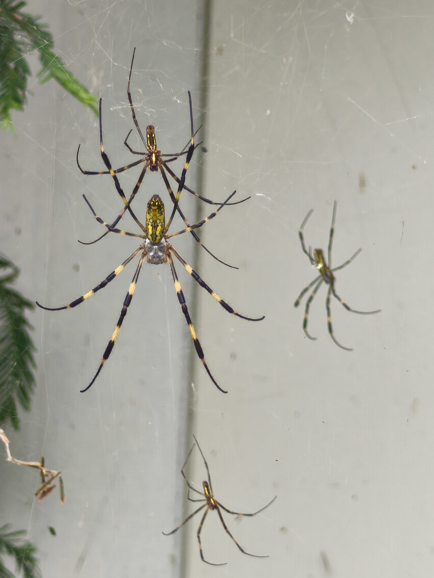 This image captures a close-up view of several spiders on a web, with a blurred background suggesting an outdoor setting in Asan-si, South Korea. The spiders are the primary subjects. The largest spider in the center is predominantly yellow and black, with a detailed pattern on its abdomen and legs. Above it, another spider of similar coloration but smaller size is visible. To the right, a much smaller, slender spider with greenish legs is suspended on the web. In the lower right quadrant, a fourth spider, also yellow and black, is present. The web is intricate and catches the light, indicating a clear or slightly overcast day. In the upper left, a portion of green foliage is visible, hinting at a natural environment possibly near a garden or park. The background is a muted, light gray, possibly representing a wall or fence, which is out of focus. There are no people or any other visible elements in the frame.