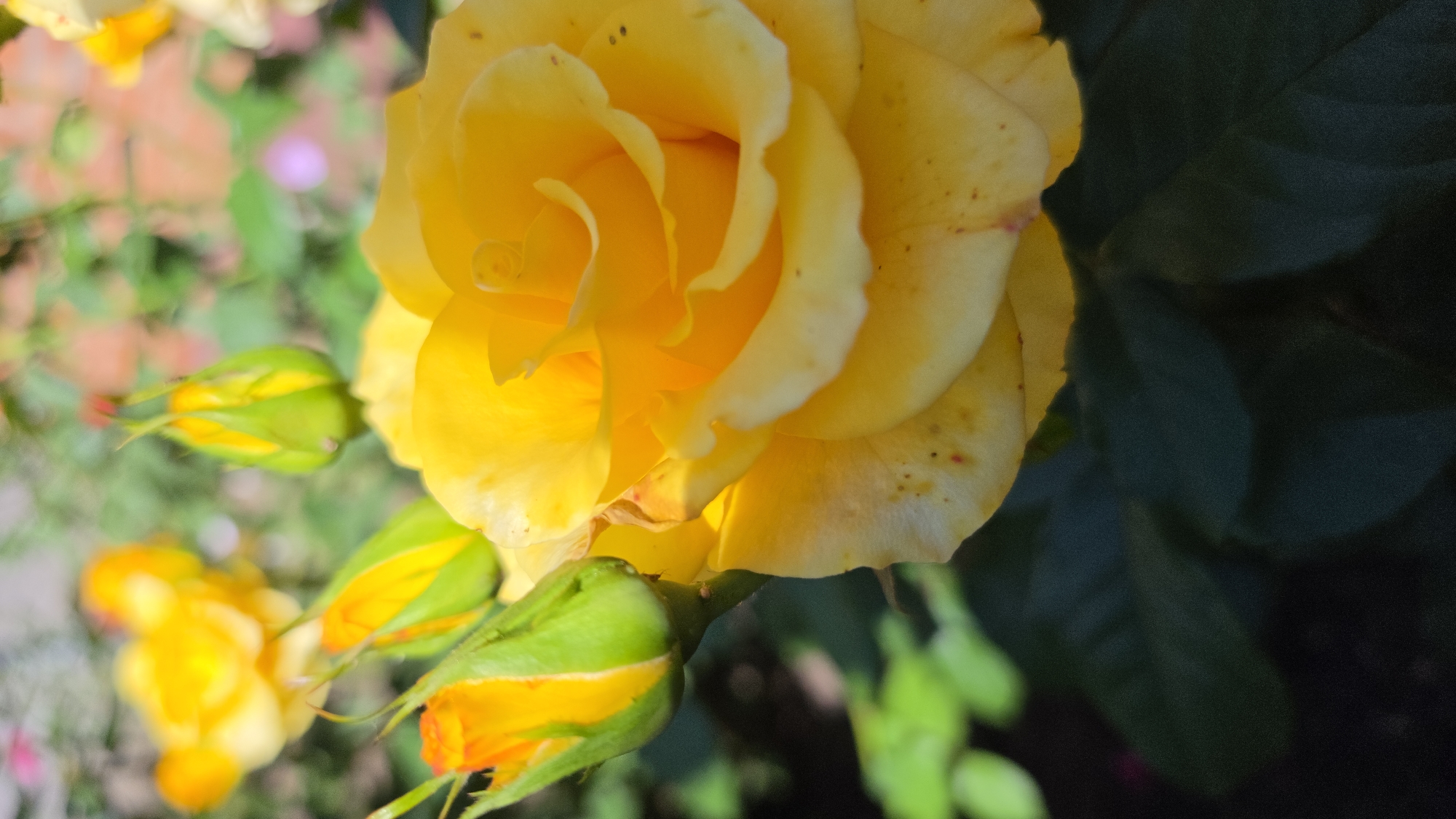 A close-up, vertical shot captures a vibrant yellow rose in full bloom, with its petals unfurling in layers. The rose is positioned in the foreground, with its textured petals illuminated by natural light, revealing subtle variations in color and some dark speckles. To the left of the main rose, two rose buds are visible, one partially open with its yellow petals peeking through the green sepals, and another tightly closed bud with a pointed tip. The background is softly blurred, showing more out-of-focus yellow roses and green foliage. The scene appears to be an outdoor garden environment, likely a park or a residential garden. The overall impression is one of natural beauty and the delicate stage of a blooming flower.