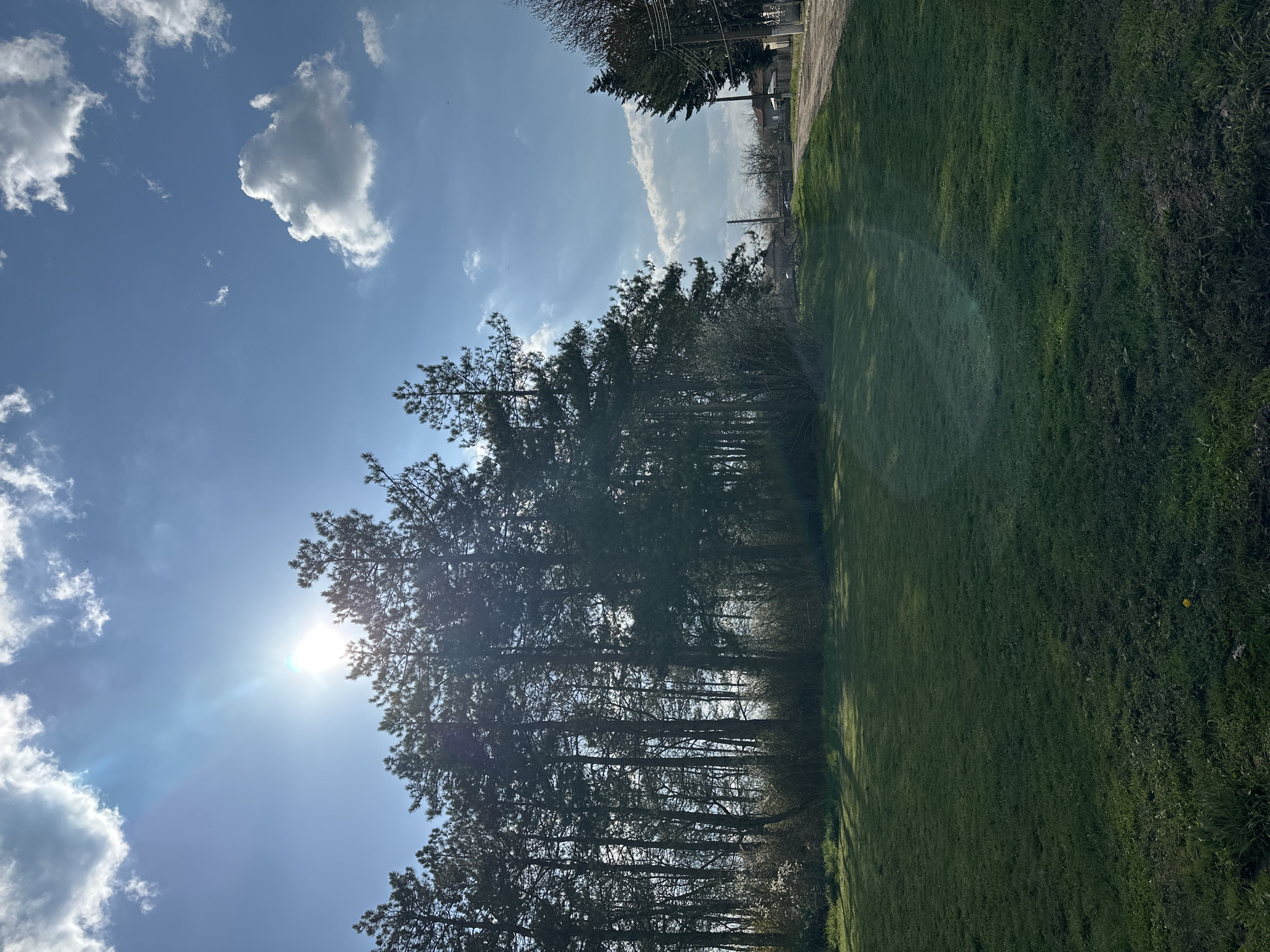 The image depicts a park or open green space in Balkantsi, Bulgaria, on a sunny day. A line of tall pine trees runs across the frame from left to right, casting shadows onto the adjacent grassy area. The sun is visible behind the trees, creating a lens flare. The sky is blue with scattered cumulus clouds. In the distance, buildings and utility poles are visible. The green area transitions from well-maintained grass to a more overgrown section along the right edge. There are no people visible.