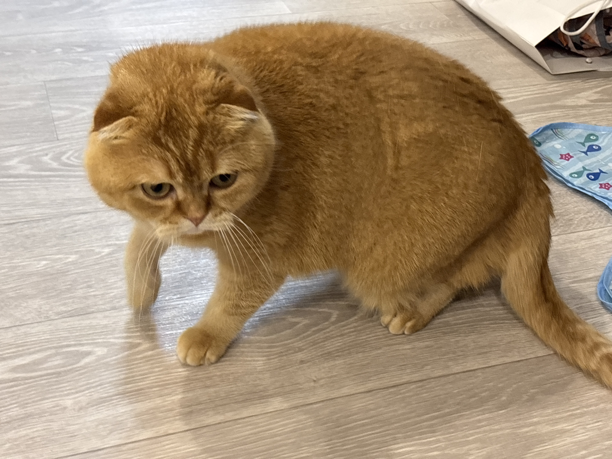 The image shows a ginger Scottish Fold cat with folded ears. The cat is looking down with a slightly concerned or thoughtful expression. Its fur is a warm, orange-brown color, and it has prominent white whiskers. The cat is standing on a light-colored wooden floor. To the right of the cat, there is a blue cloth with a pattern of small fish and starfish. In the background, a white bag is visible, suggesting an indoor setting. The lighting appears to be natural, possibly from a window, as there are no harsh shadows. The overall scene is calm and domestic. There is no visible text in the image.