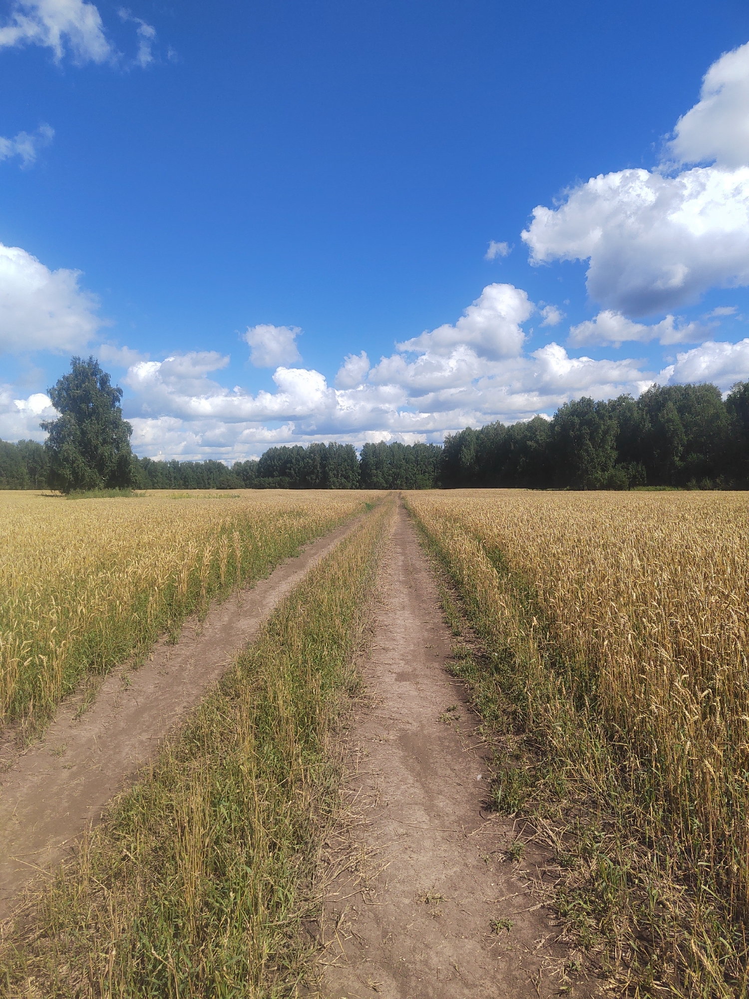 The image depicts a dirt road that extends through a ripe wheat field, leading towards a dense line of trees in the background. The sky above is a vibrant blue, dotted with fluffy white clouds. The wheat is golden and appears ready for harvest. The road is flanked by the wheat on both sides, with some dry grass and stalks growing along its edges. A single, large tree stands prominently on the left side of the field, near the treeline. The scene is set under a clear, sunny sky, suggesting a warm day. The location is specified as Chemskoe, Russia. There are no people or animals visible in the image.