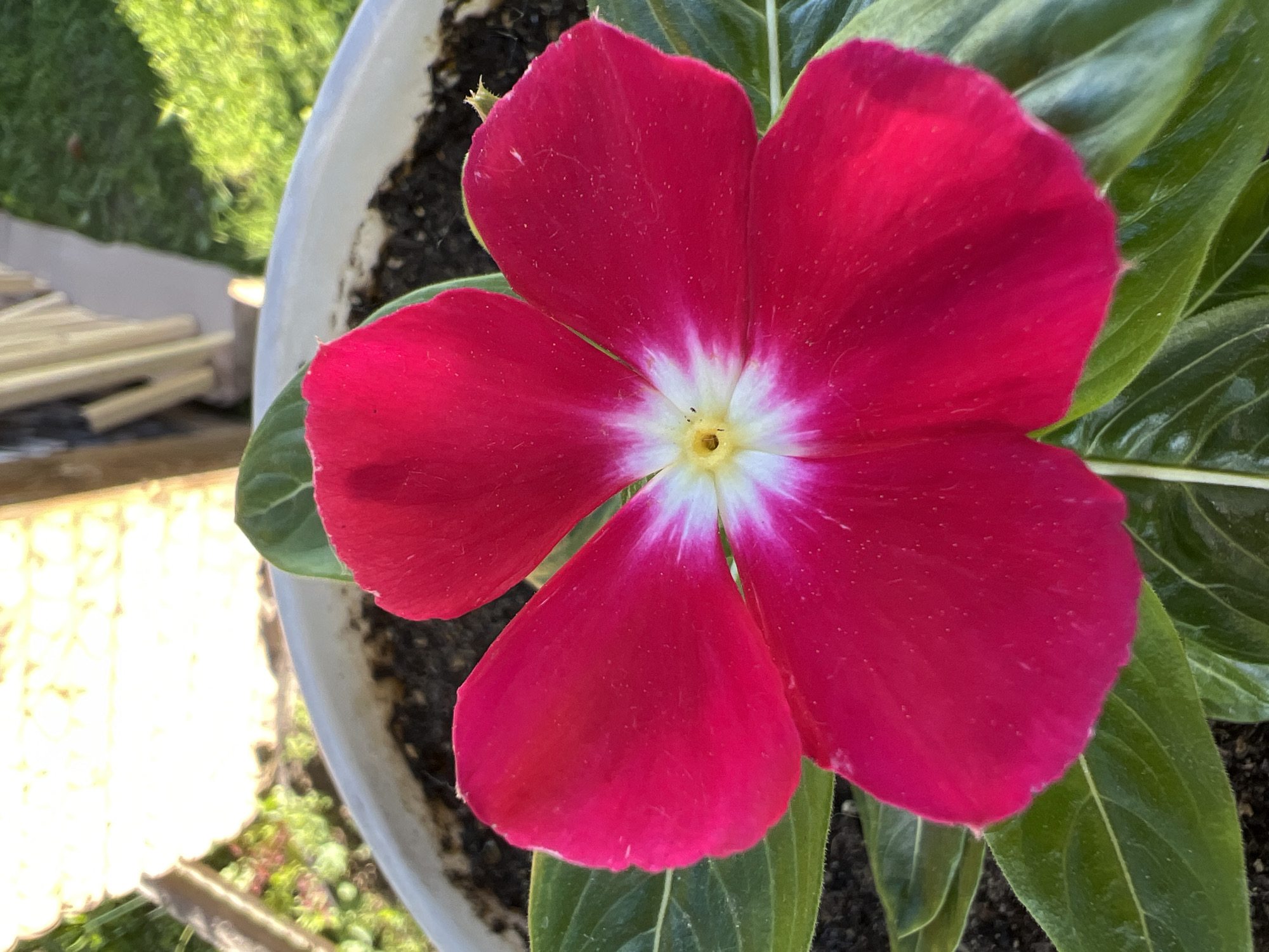 A close-up, eye-level, vertical shot captures a vibrant pink periwinkle flower in bloom. The flower's five petals are a rich, saturated pink, with a white center that gradually transitions to a pale yellow at its core. Subtle veins are visible on the petals, and a light dusting of white specks adorns their surface. The flower sits atop lush, green leaves, which are glossy and appear slightly waxy. The periwinkle is planted in dark soil within a light-colored pot, the rim of which is visible at the top of the frame. In the background, out-of-focus elements suggest an outdoor setting with dappled sunlight. A portion of a light-colored wooden railing or fence is visible, with a blurred patch of green grass beyond it. The scene is devoid of any human presence or activity. The image does not provide any information about the specific location within the city of Mochishche, Russia.
