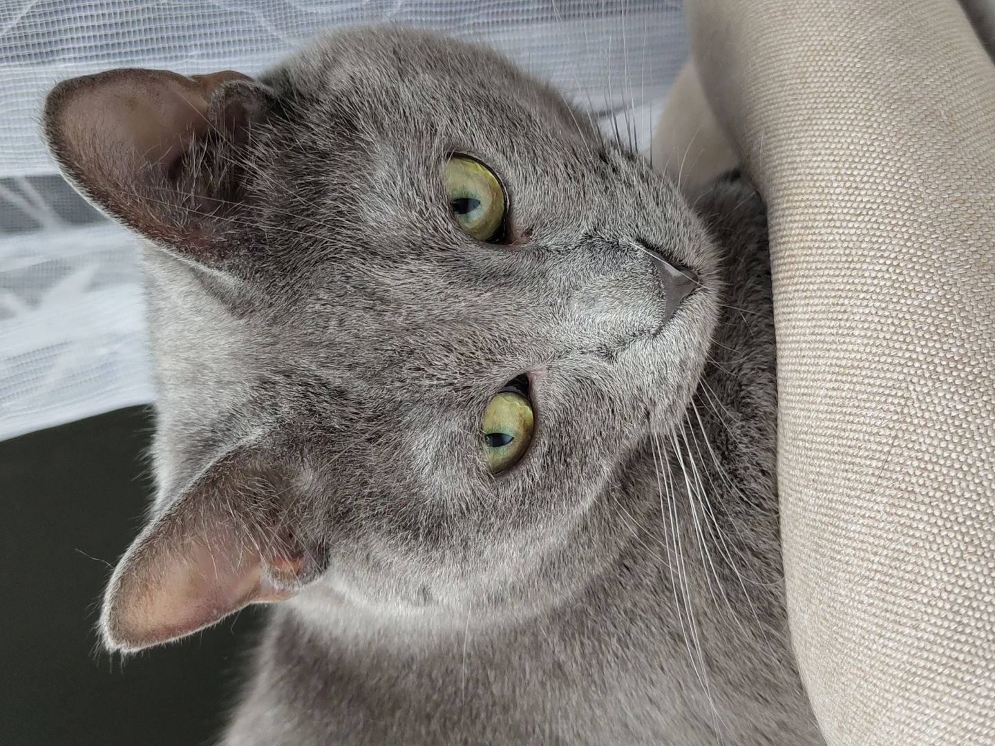A close-up, eye-level, vertical, indoor photograph shows a gray cat with striking green eyes. The cat is positioned on a textured, beige surface and is looking downwards and slightly to its right. Its ears are perked up, and its whiskers are visible, fanned out against its face. The background is softly blurred, with a white, translucent curtain on the right side and a dark area on the left, suggesting an interior setting. The lighting is soft, highlighting the cat's fur and facial features.