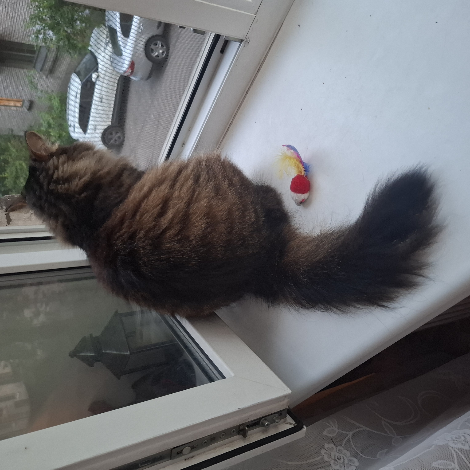 A fluffy, brown tabby cat is perched on a white windowsill, looking out through a screened window. The cat's tail extends across the windowsill. Next to the cat's tail is a small, colorful toy mouse. Outside the window, two cars are parked on a street in front of a brick building. The scene appears to be from a residential area in Saint Petersburg, Russia, likely a balcony or apartment window.