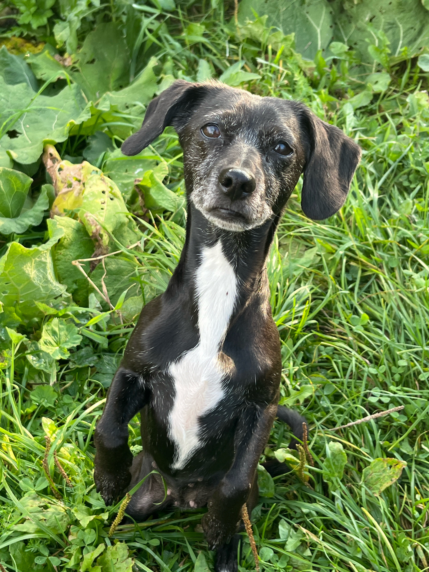 A black and white dog with short fur and floppy ears sits upright in tall green grass, its front paws extended. The dog has a white patch of fur on its chest and its muzzle is graying. Large green leaves are visible in the background, some of which are wilted and yellowed. The scene is outdoors.