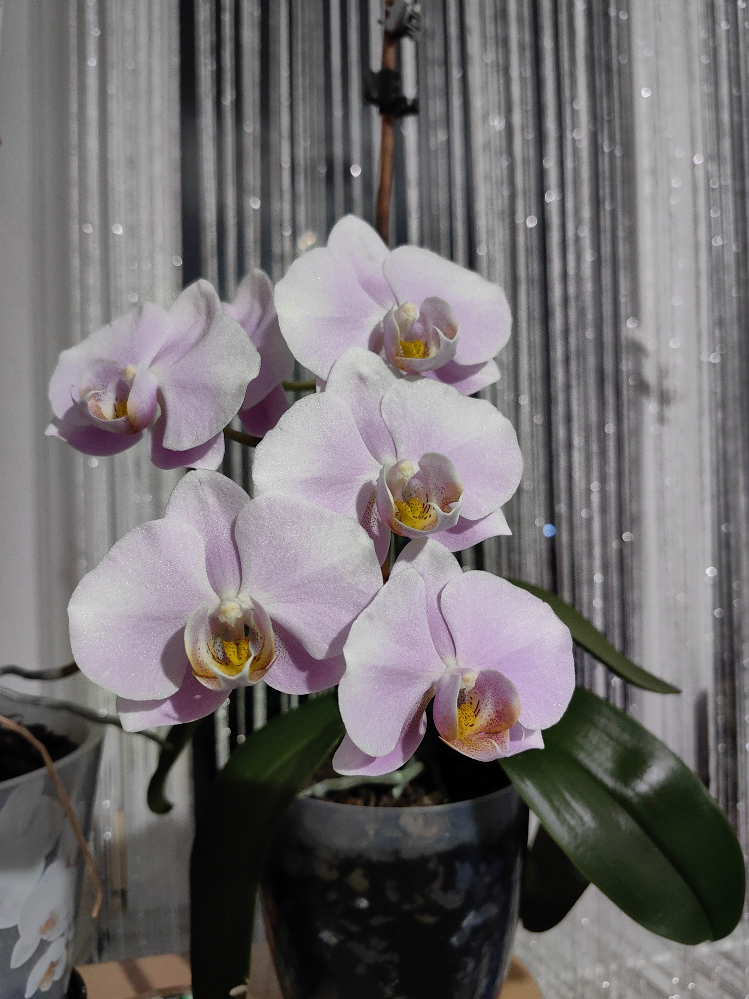 A close-up, vertical shot captures a cluster of light pink orchid blossoms against a backdrop of shimmering vertical curtains. The orchids, with their delicate petals and yellow and red centers, are the focal point, appearing slightly dewy. They are arranged on a dark green stem, with large, glossy green leaves visible below. The background features a textured curtain with vertical lines and highlights that create a bokeh effect. In the lower left corner, a clear plastic pot with a white floral design is partially visible, and to the right, a dark, reflective pot holds the orchid plant. The lighting suggests it is daytime, with sunlight casting shadows. The scene appears to be an indoor setting, likely a home or conservatory in Fanipal, Belarus, where the orchids are displayed.